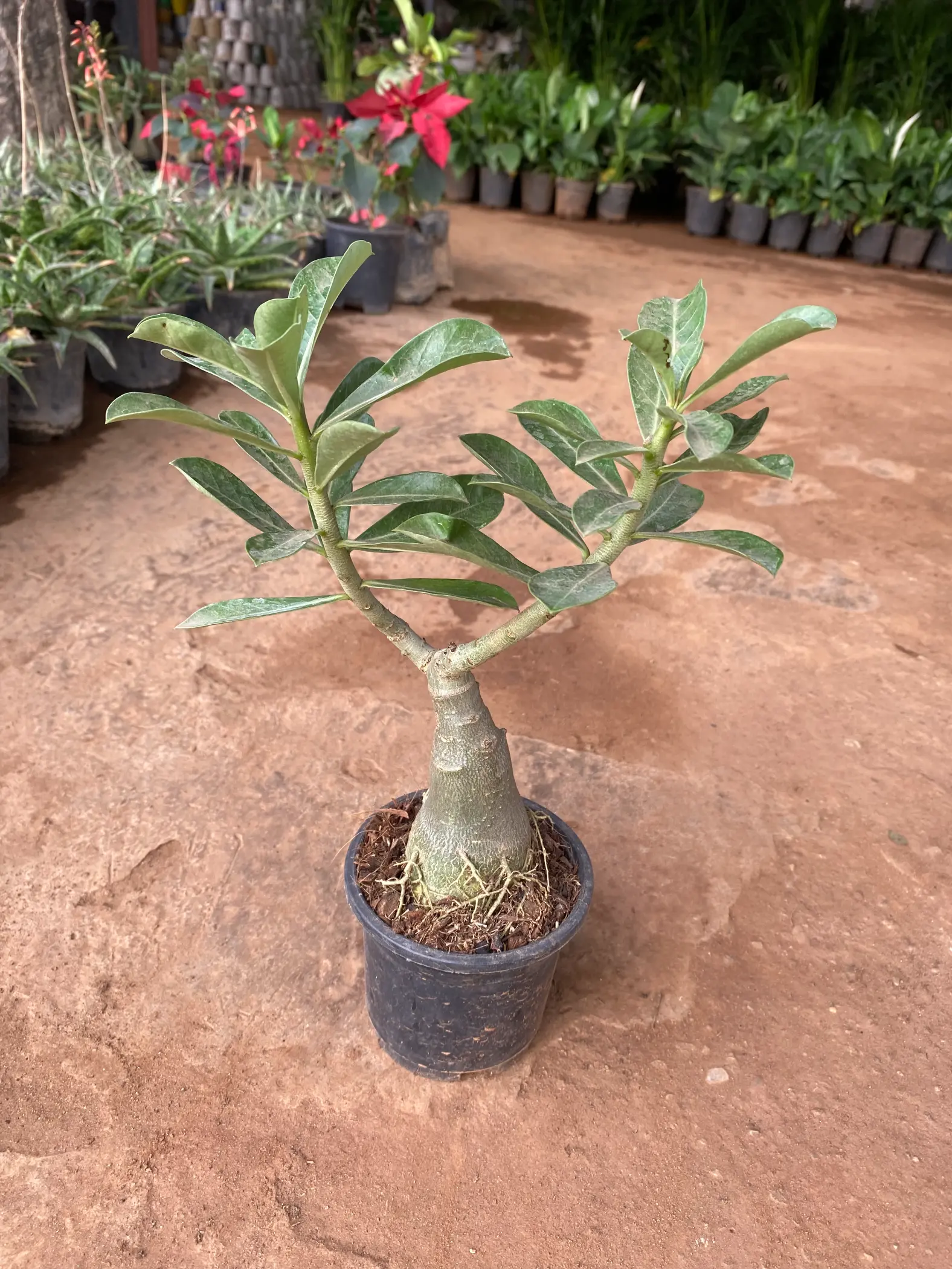 adenium_front(2)