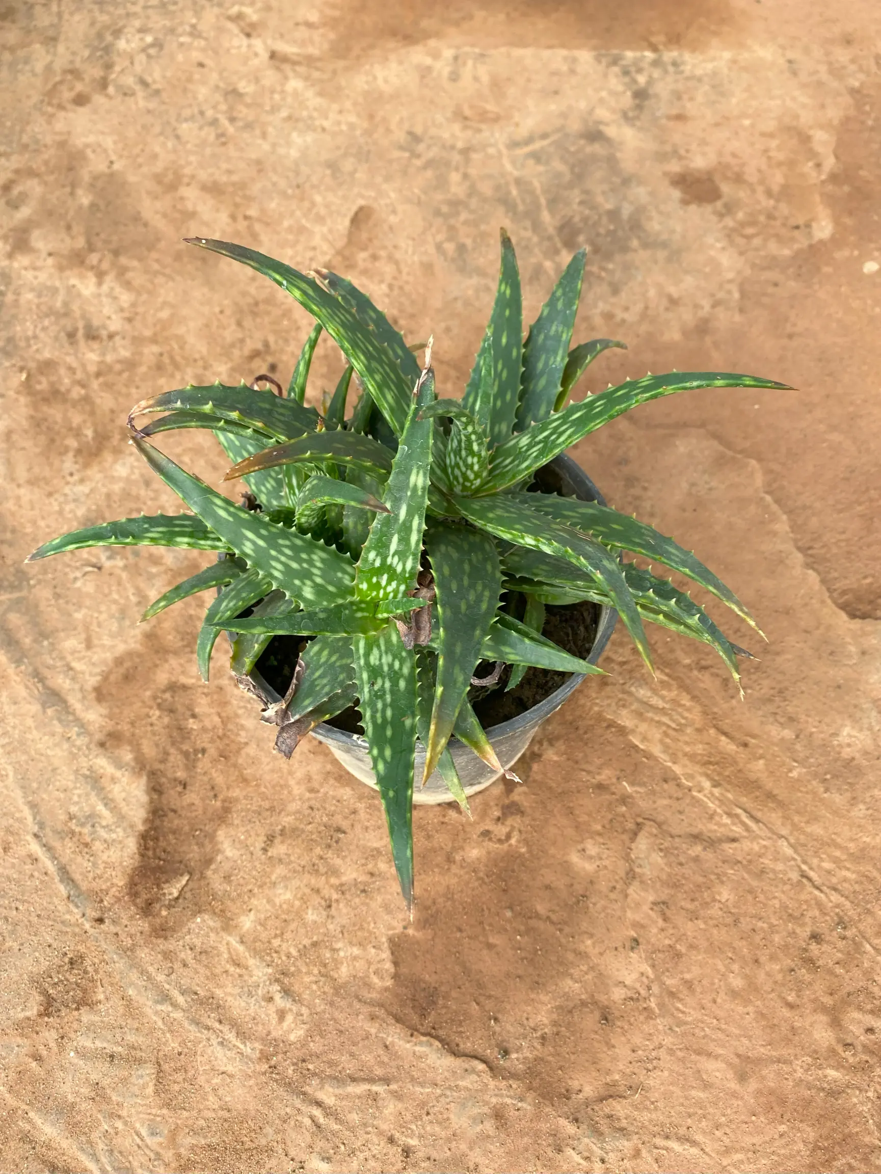 aloe_vera_front