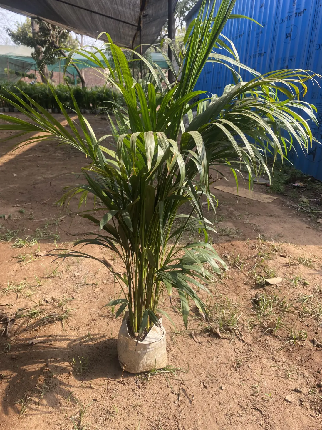 areca palm big (2)