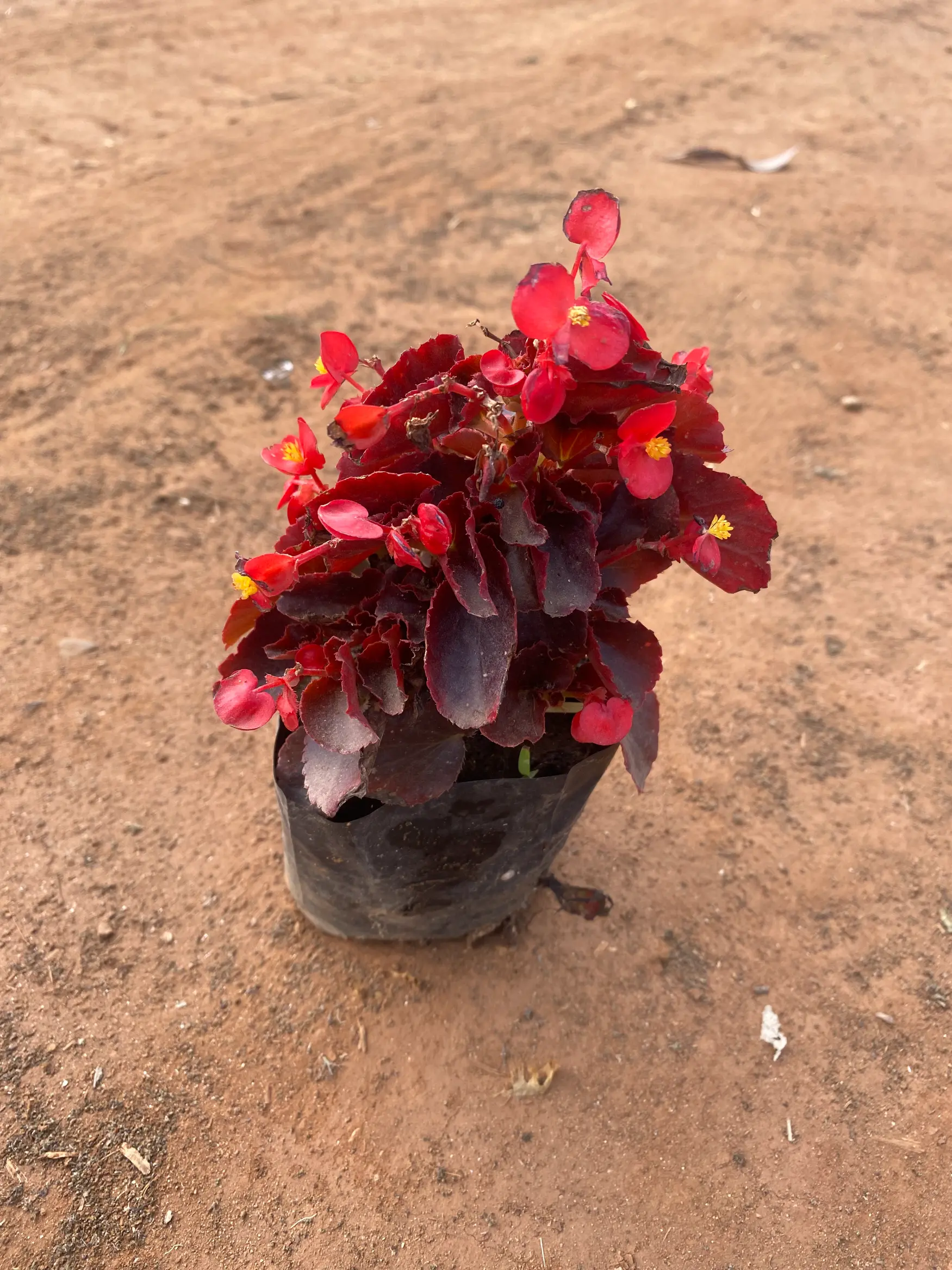 begonia red_front(2)