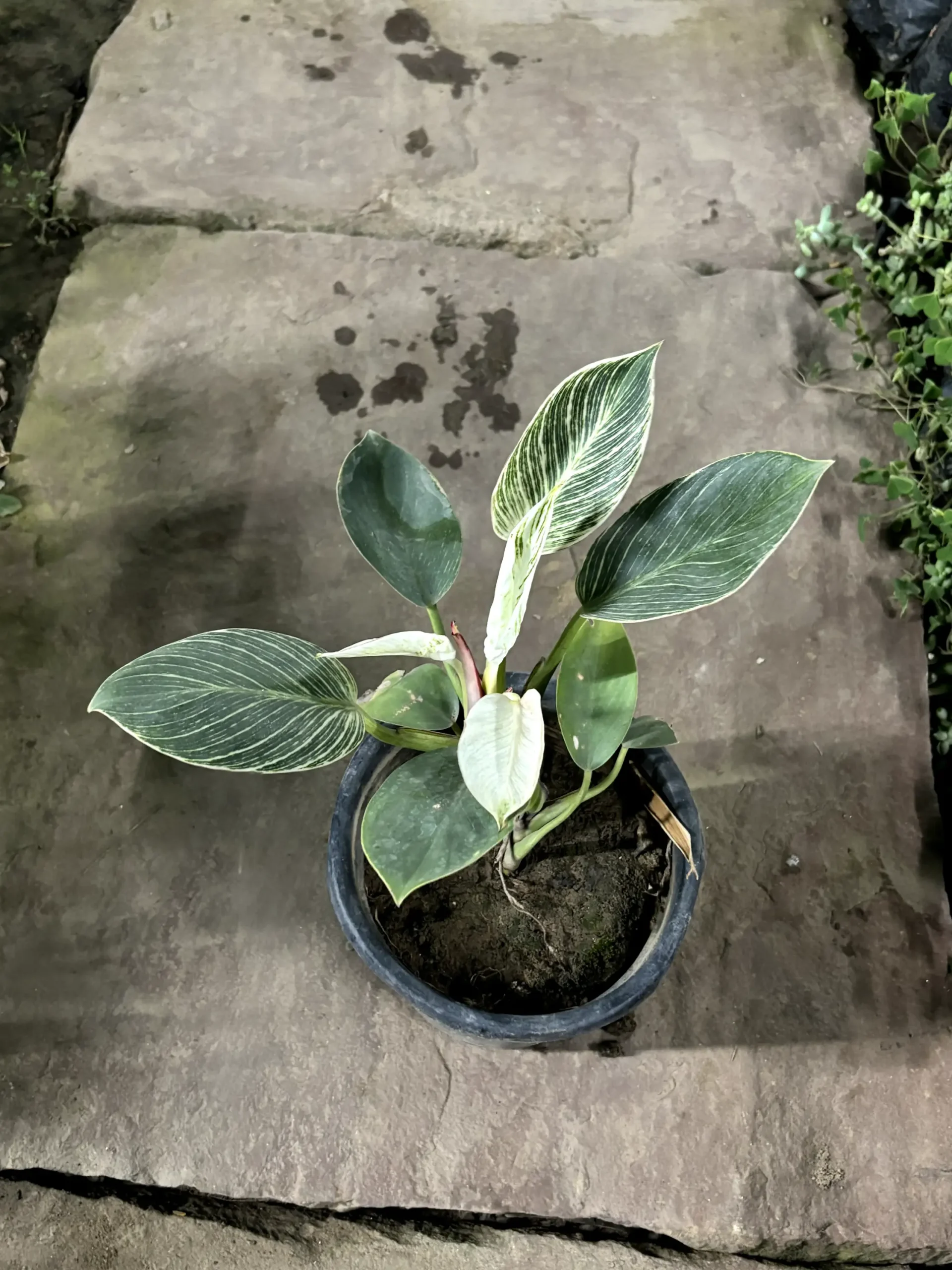 birkin plant_front