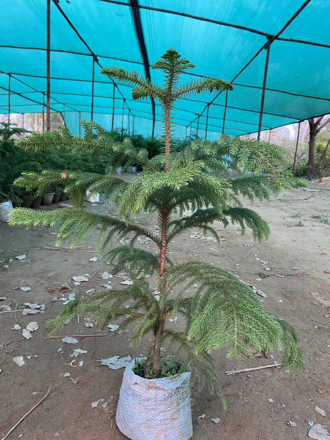christmas tree (7)
