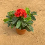 Khan Nursery