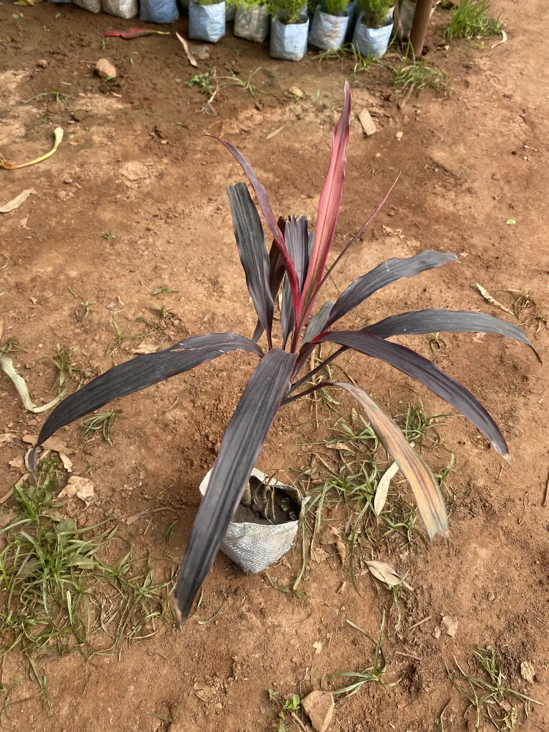 Dracaena rosea front