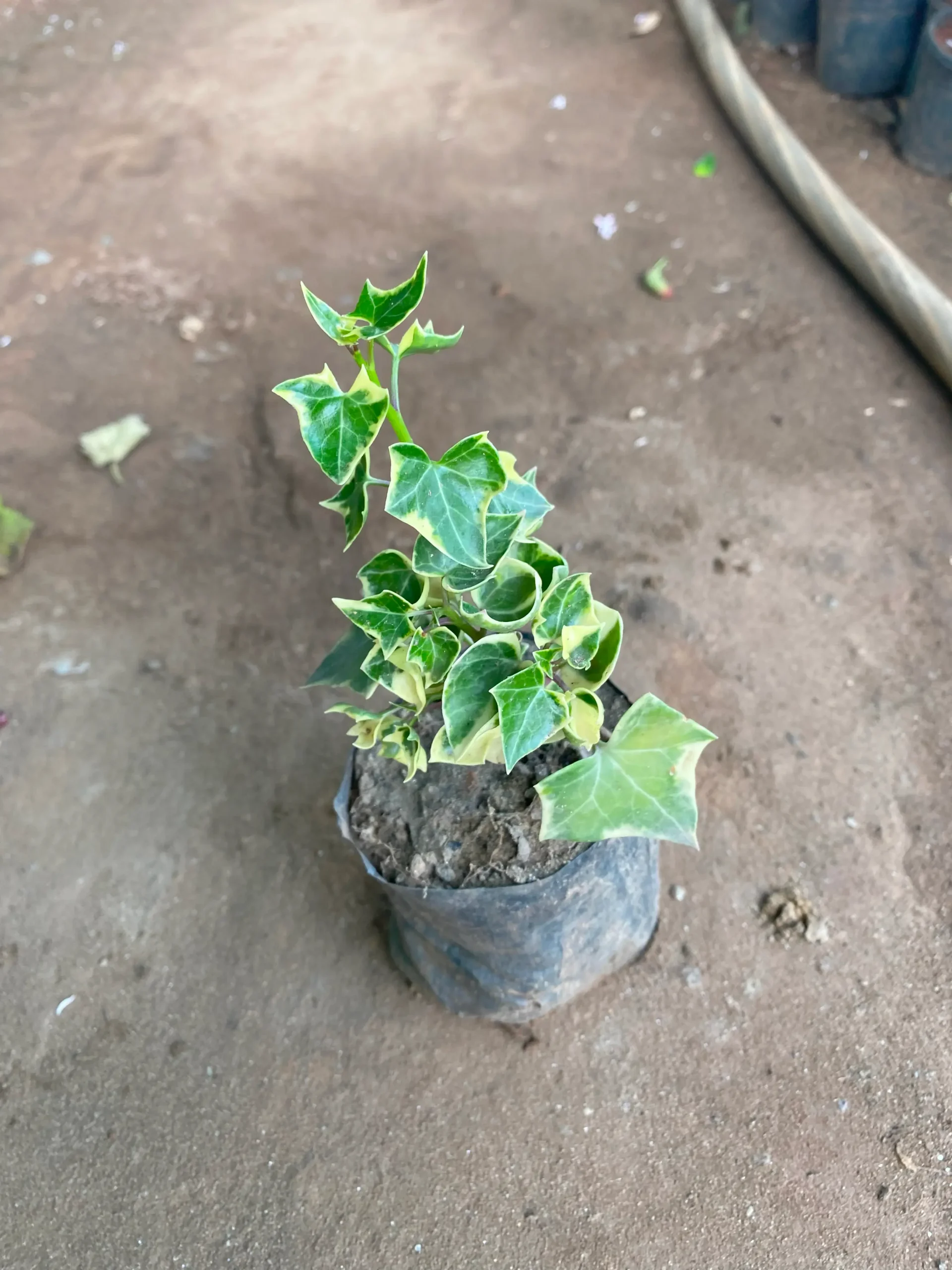 ficus_star_light_front