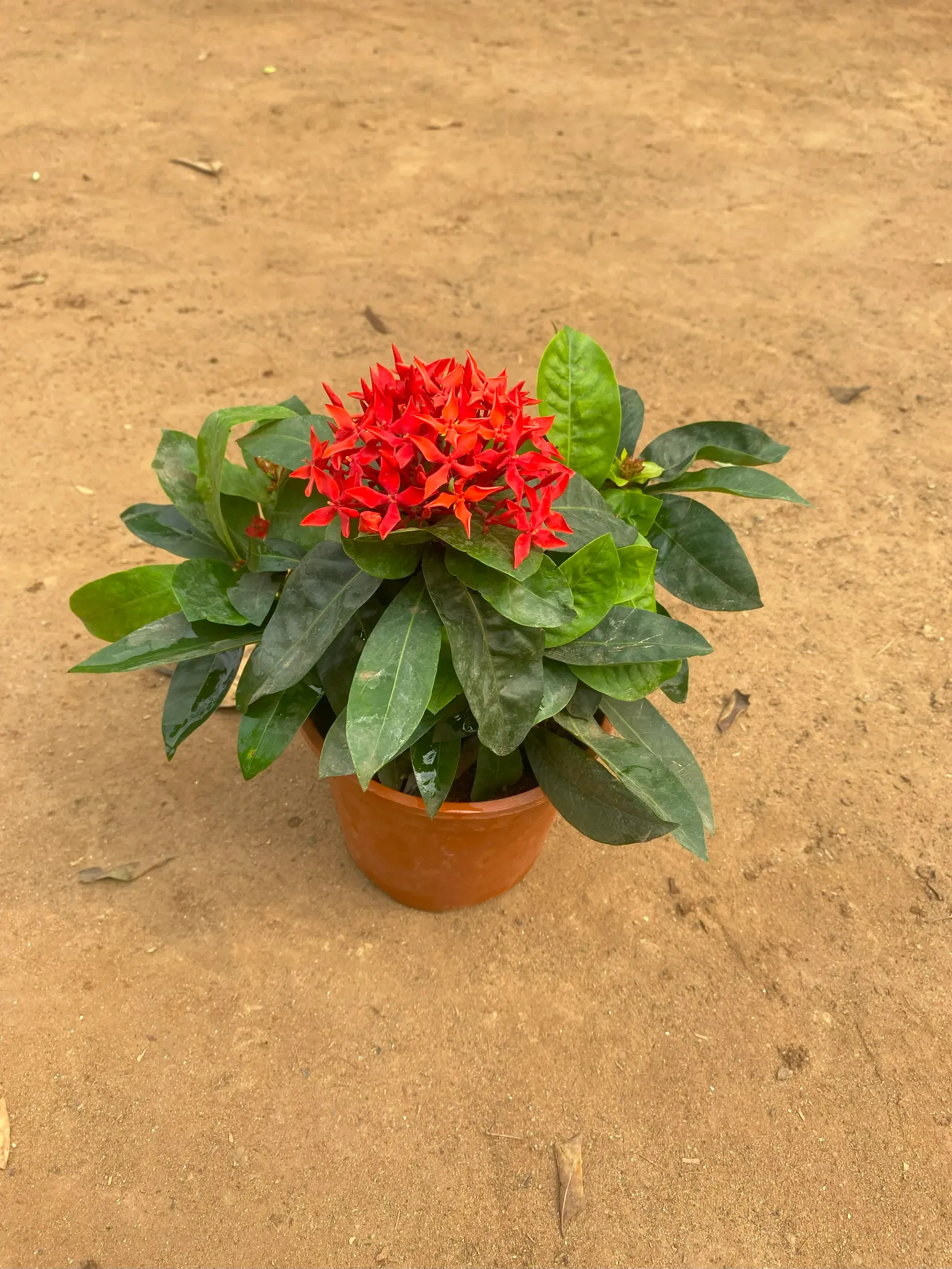 ixora red front