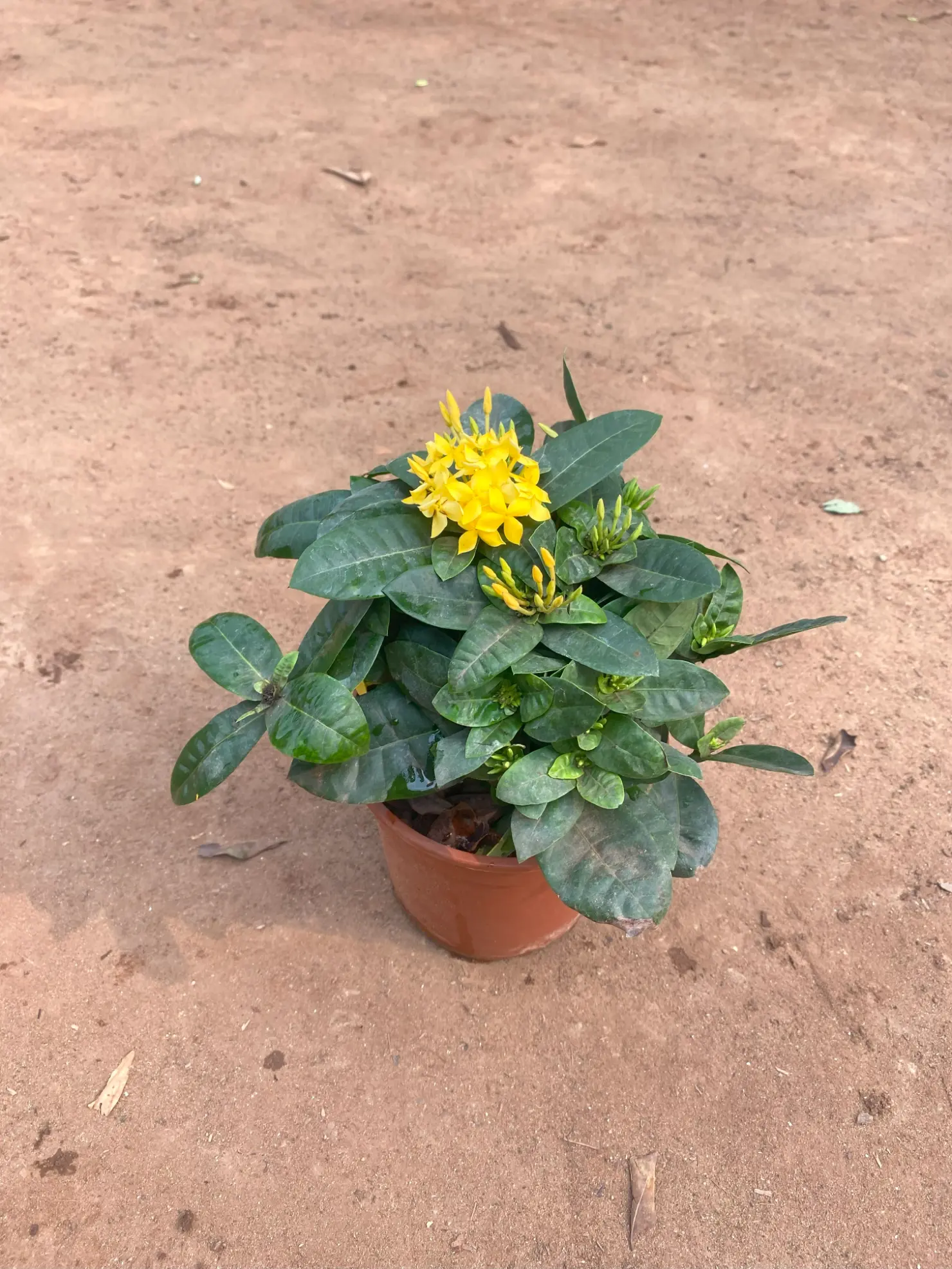 ixora yello