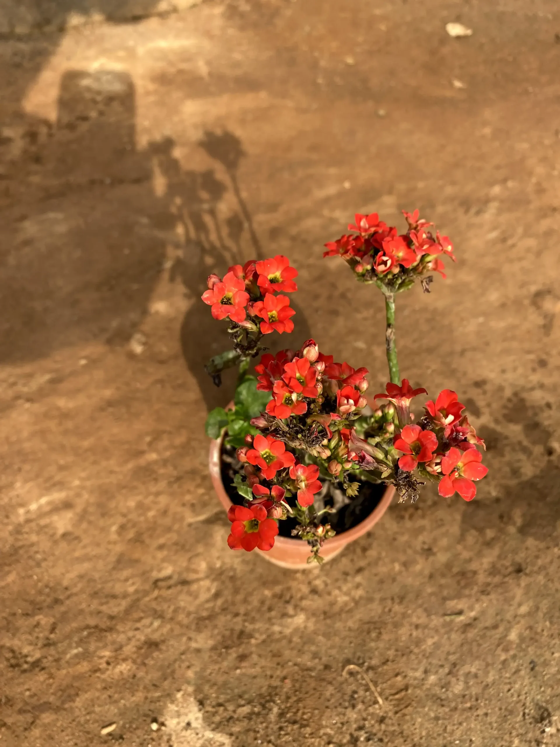 kalanchoe red Front