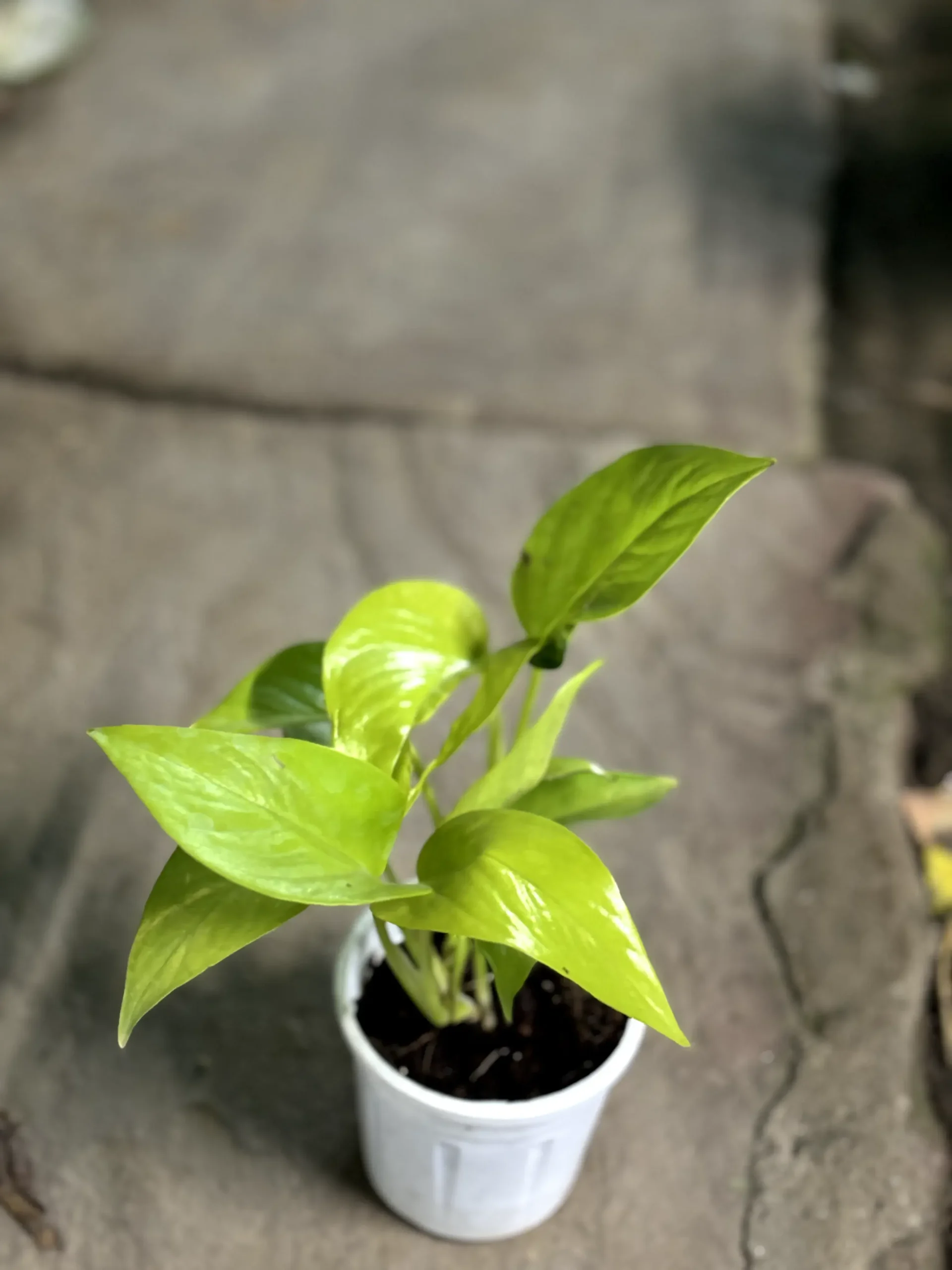 money_plant_golden_front