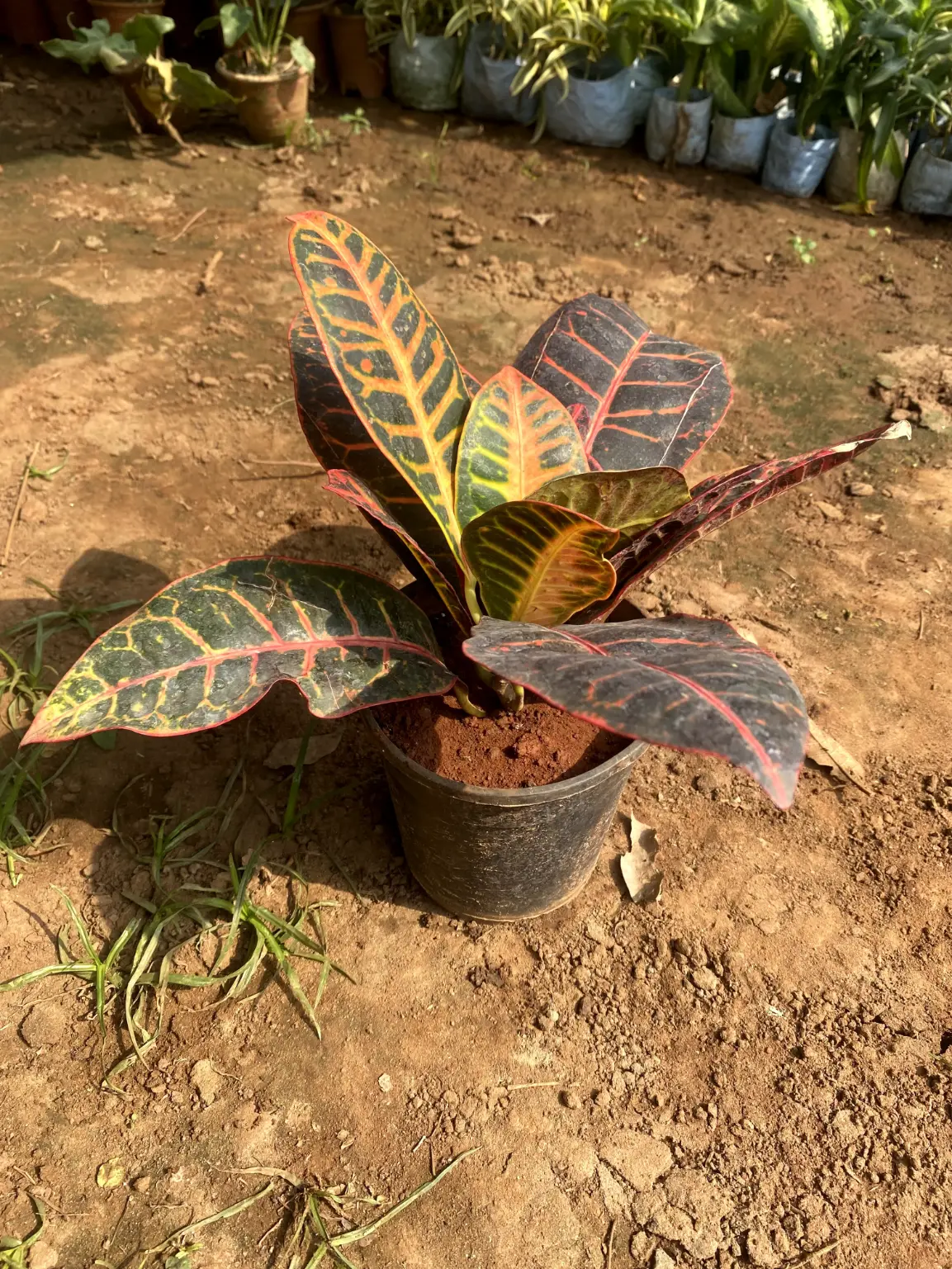 petra croton front