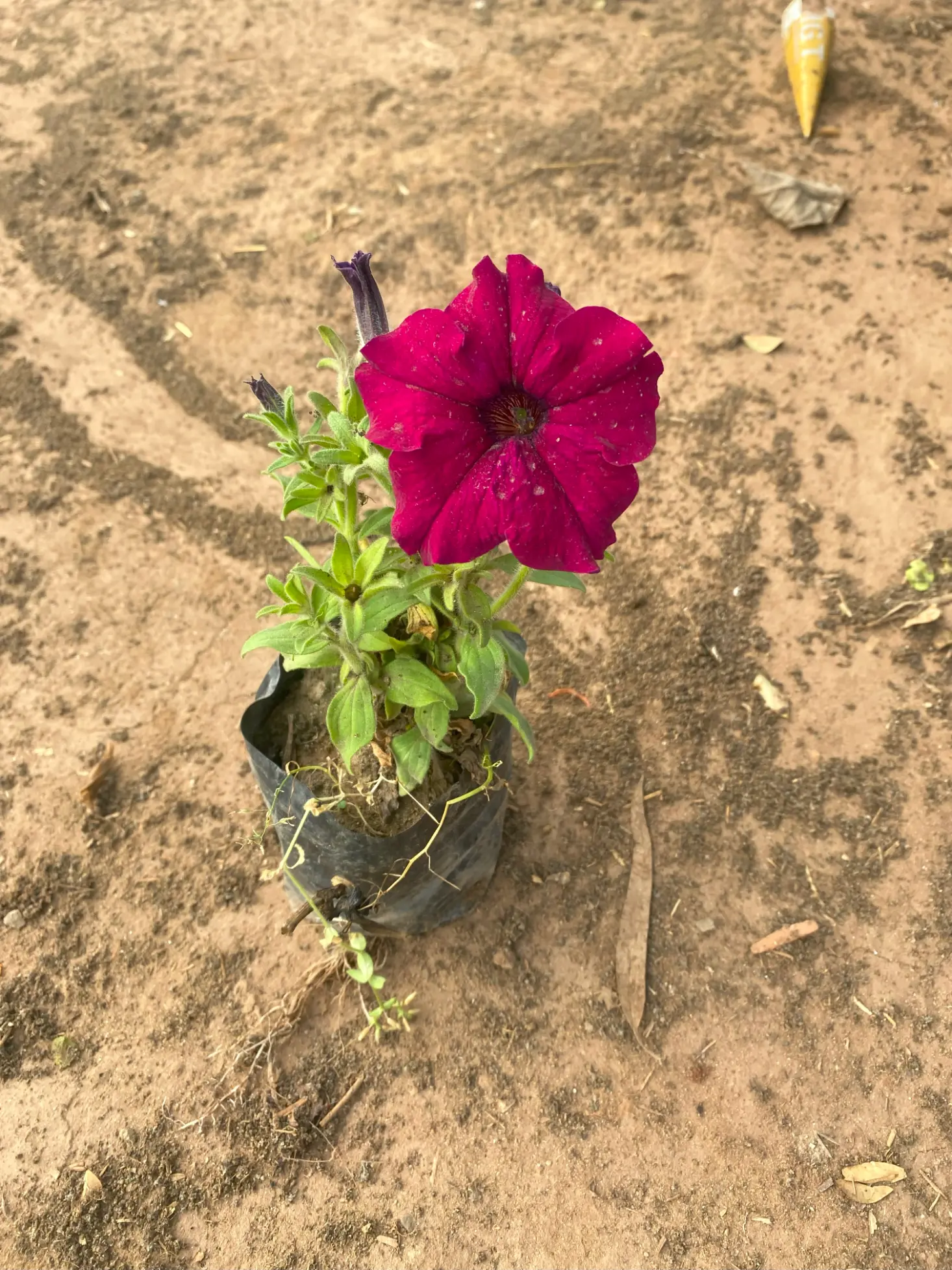 petunia mehroon (2)