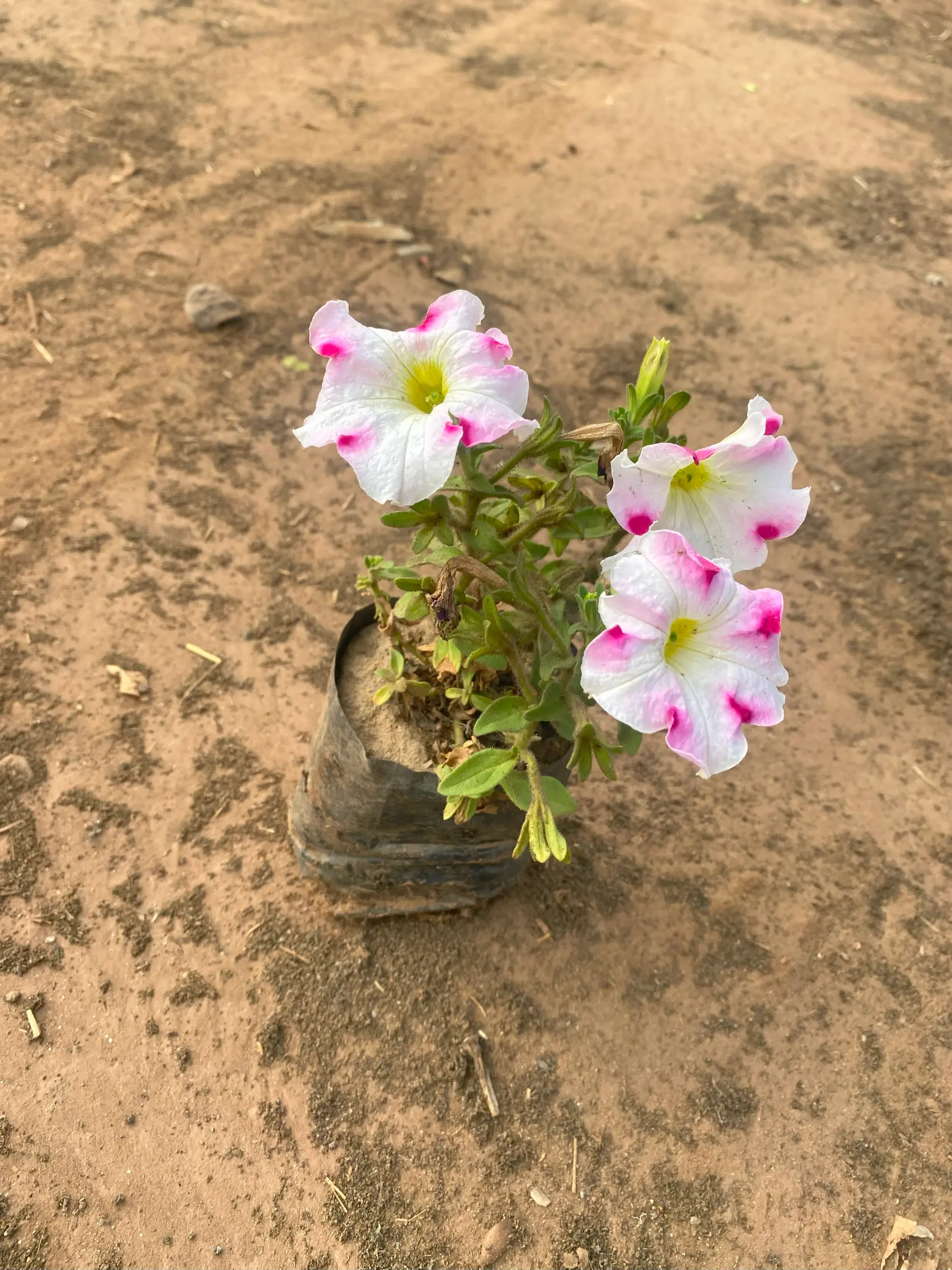 petunia mixed (2)