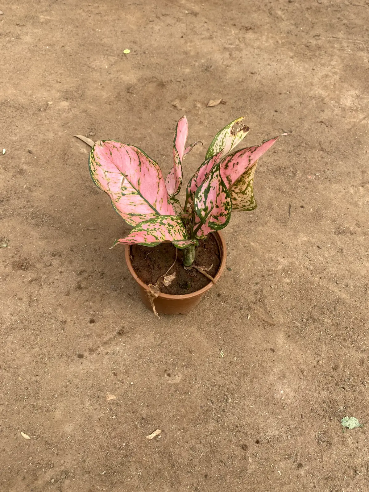 pink agalonema front