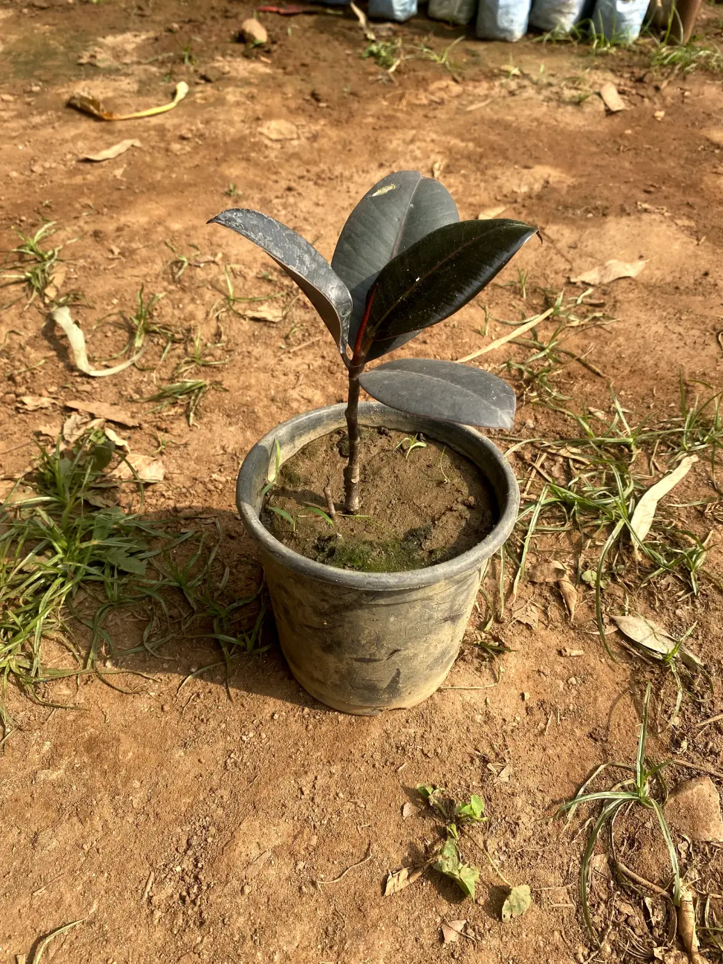 rubber plant smalll