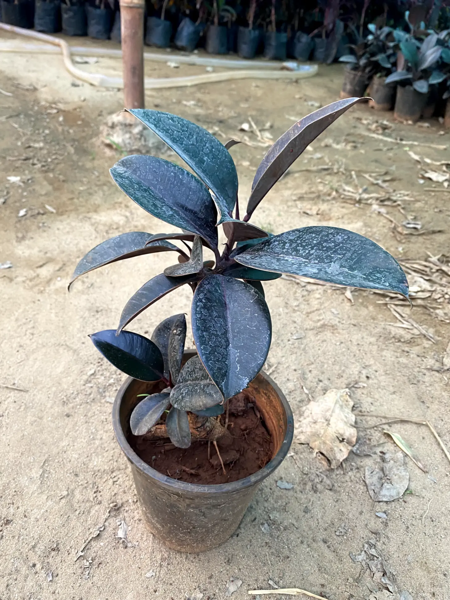 rubber plant front