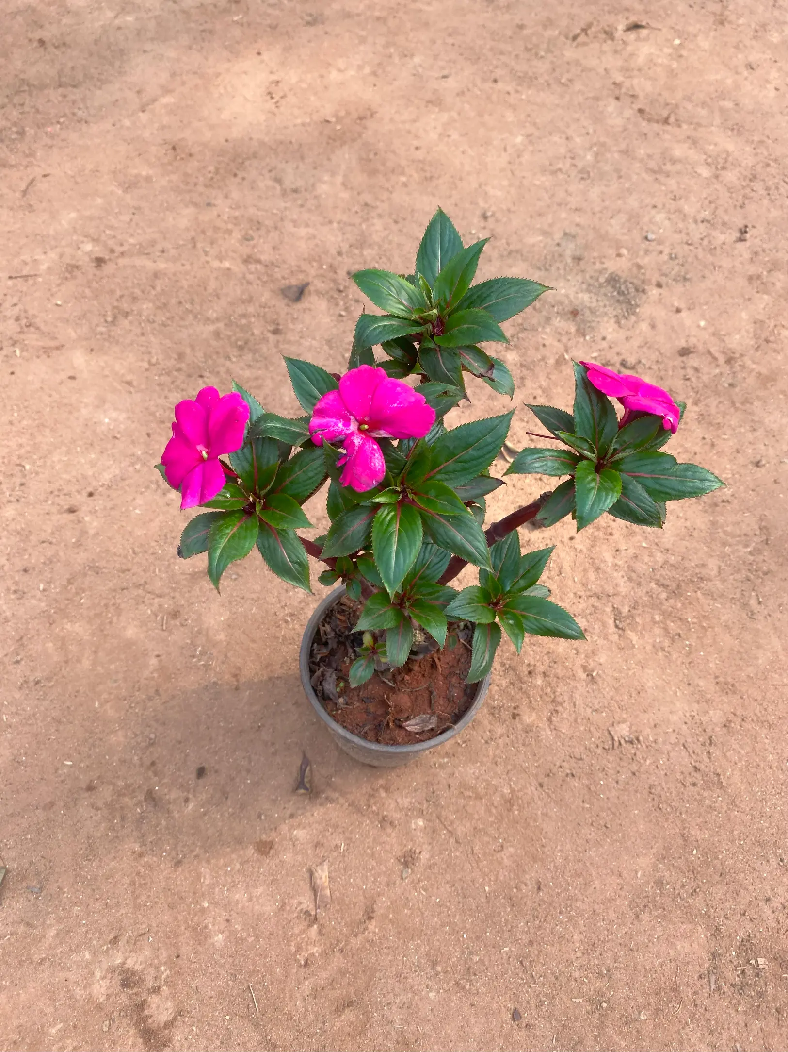 Sadabhaar pink front