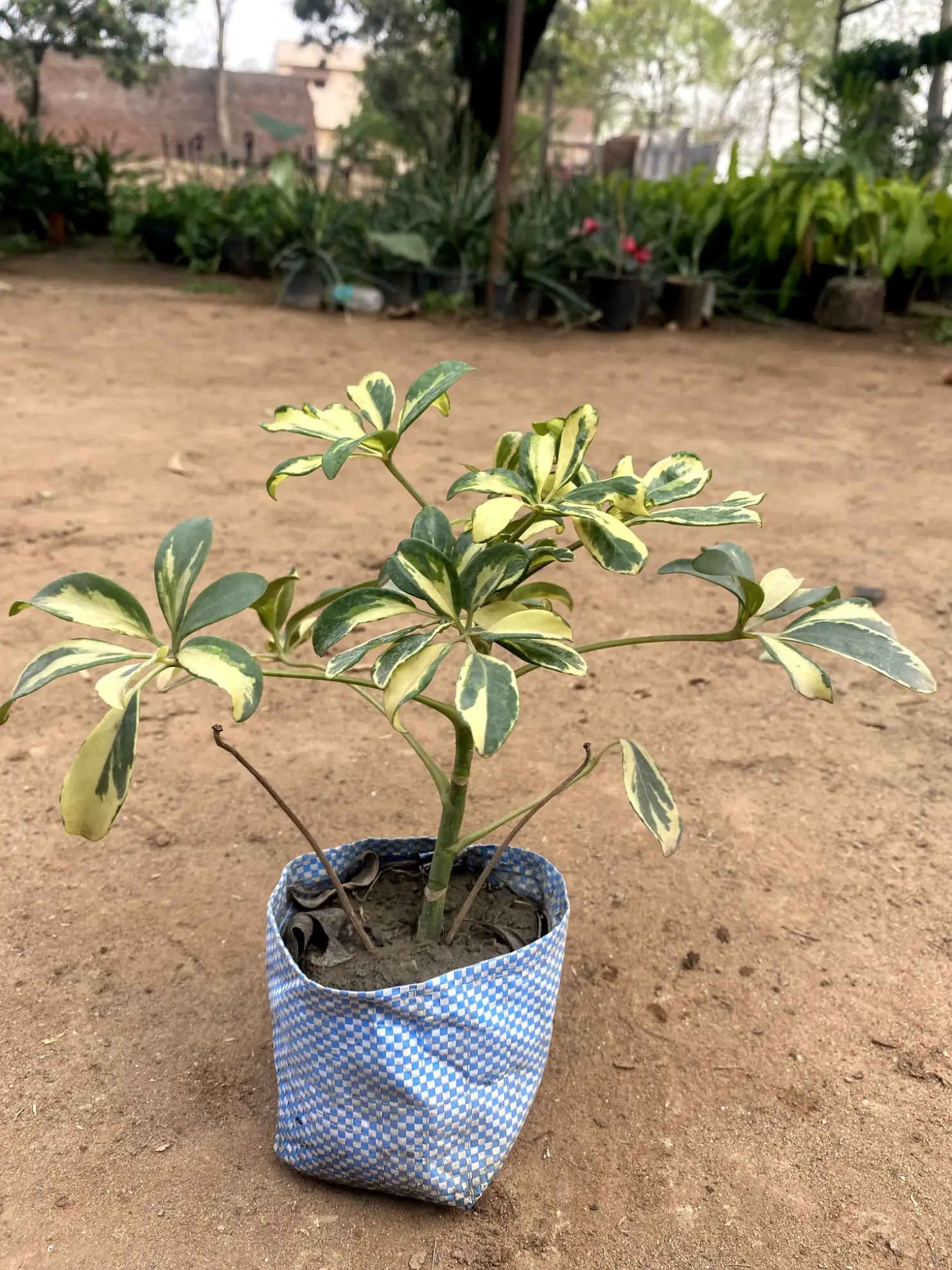 saplera small (2)