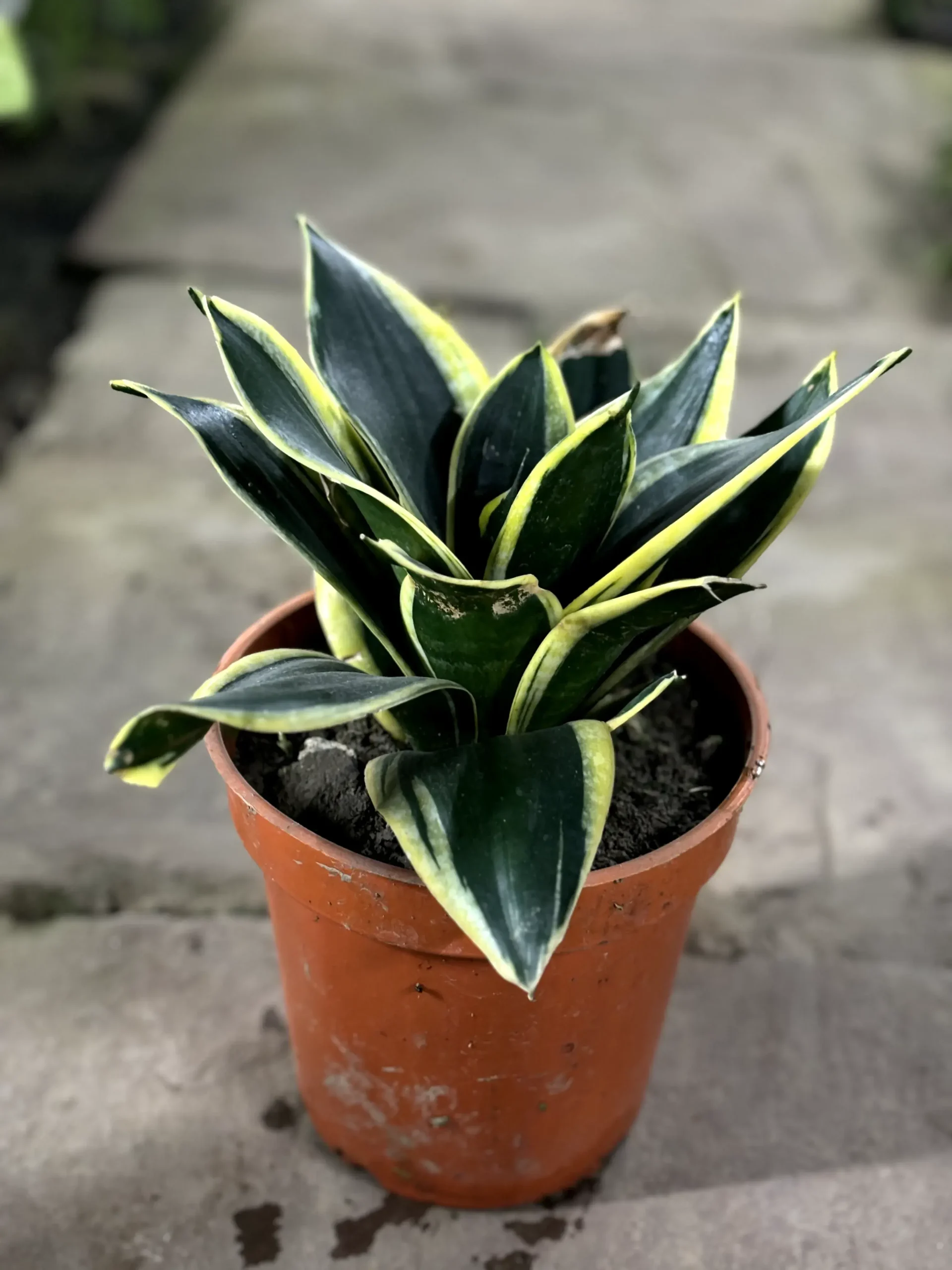 snake flower front