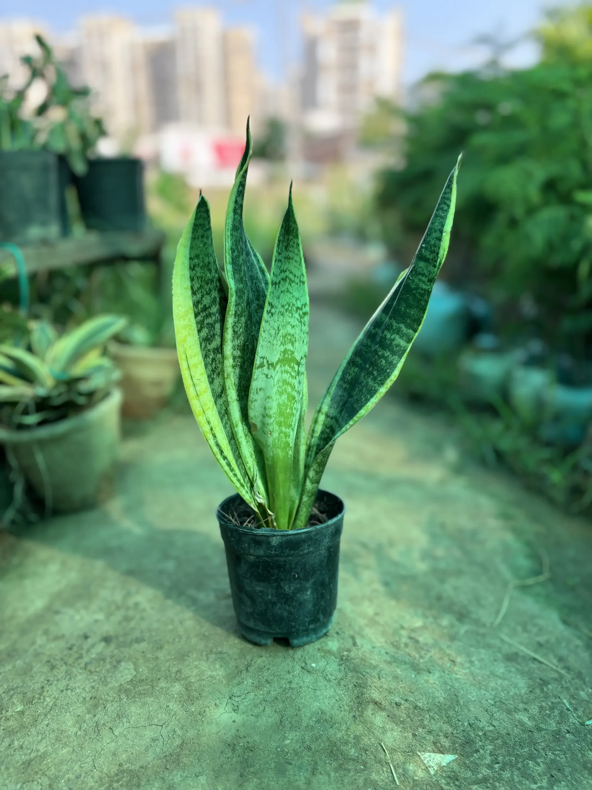 snake plant front
