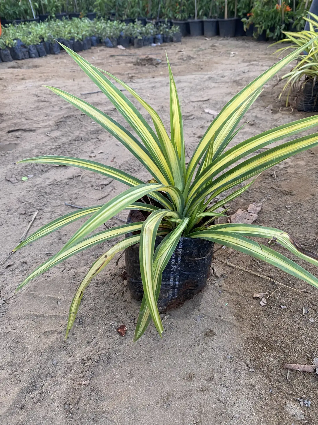Spider plant front
