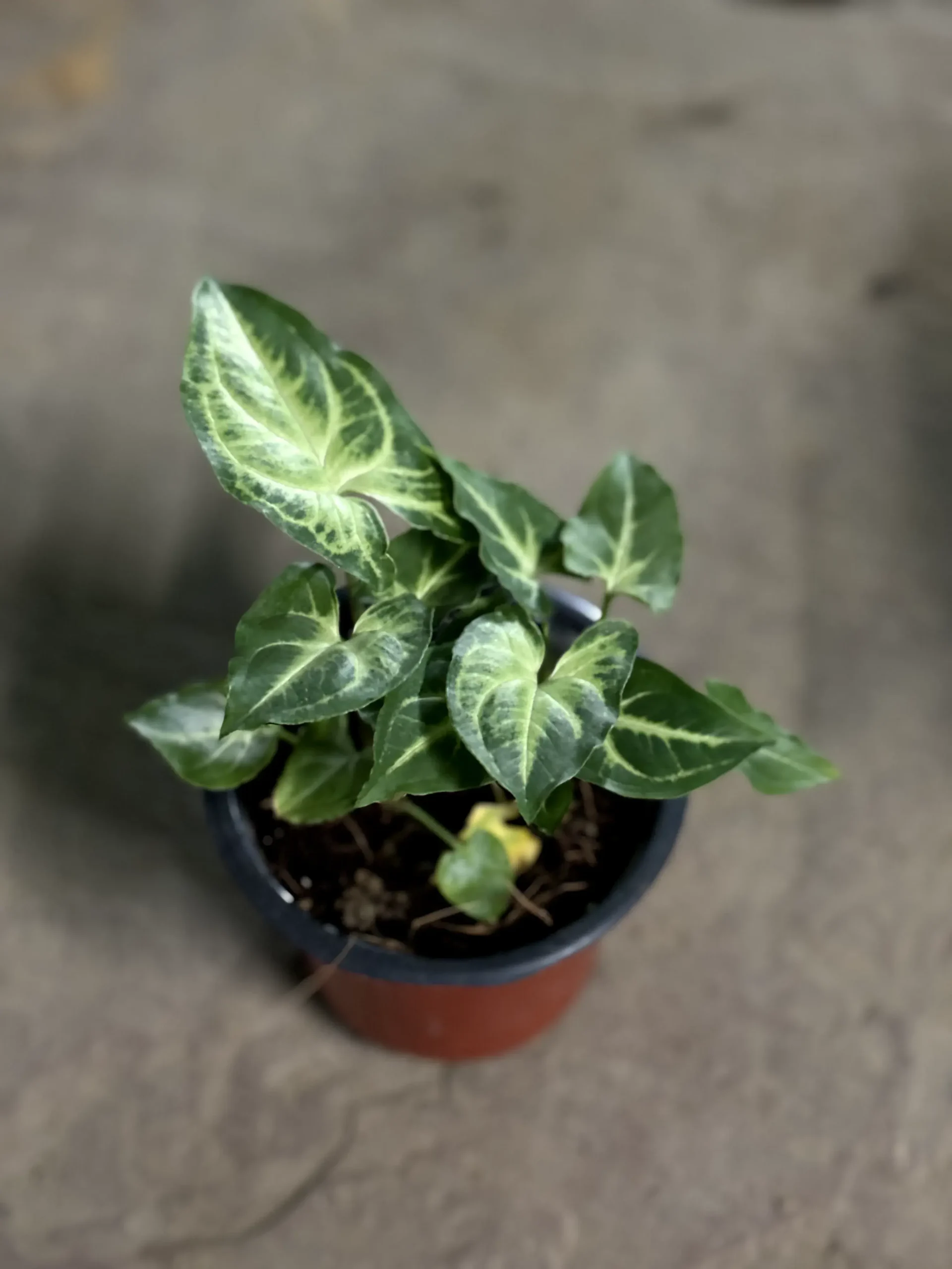 syngonium dark green