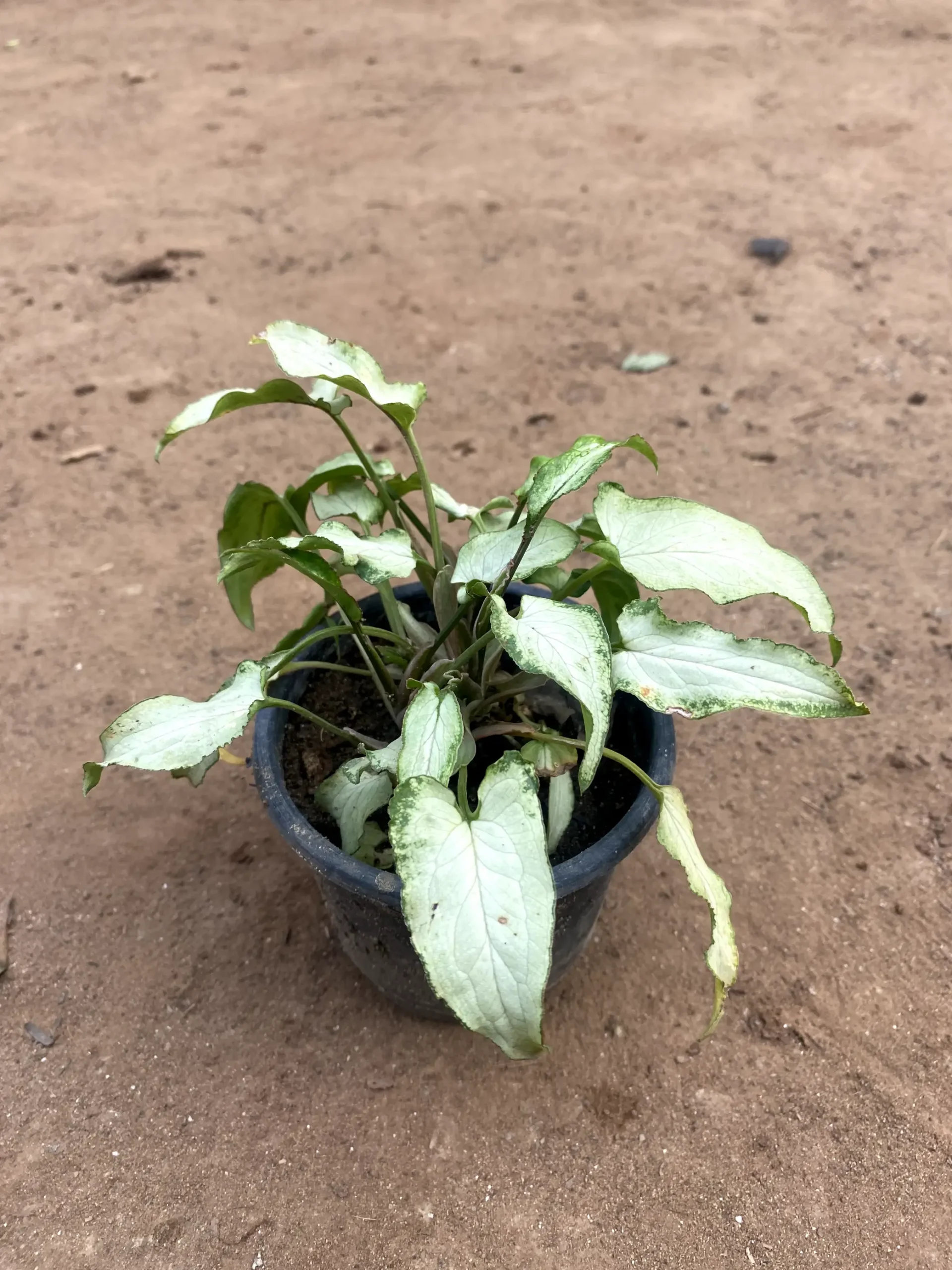 syngonium light green