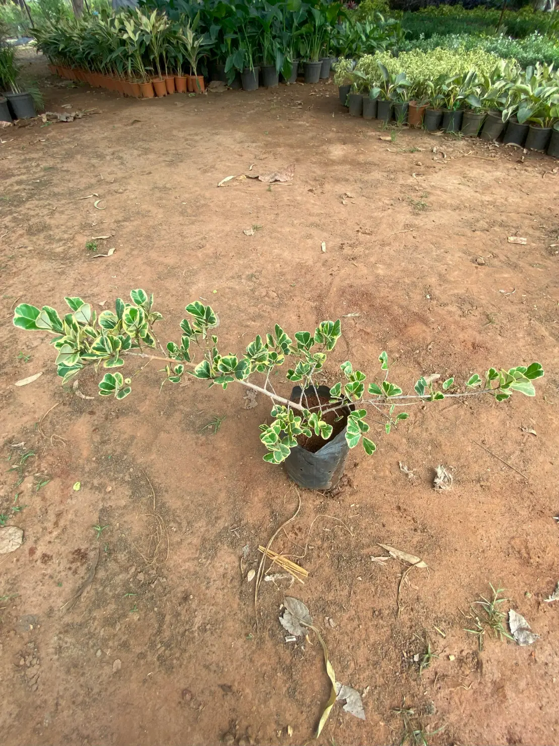 Triangular ficus front