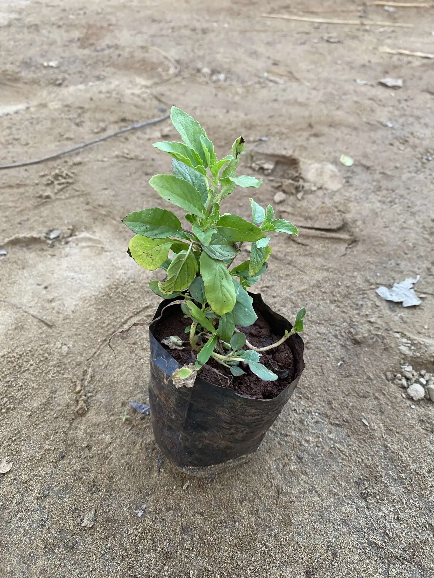 tulsi_small_front