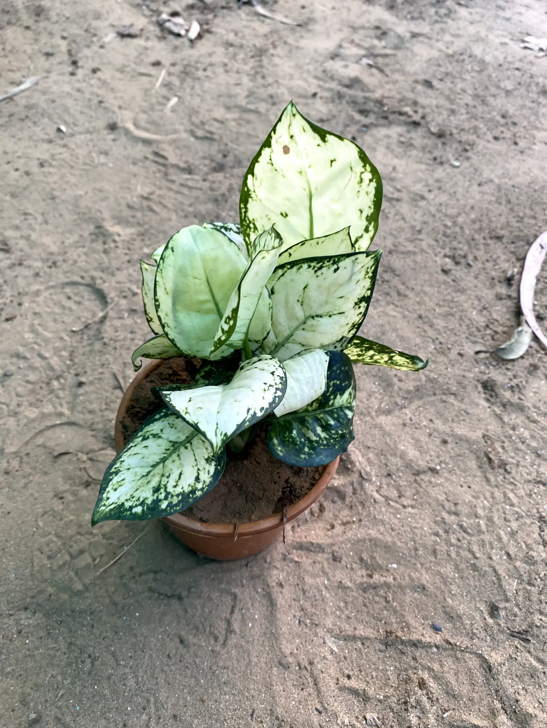 white_aglaonema_front
