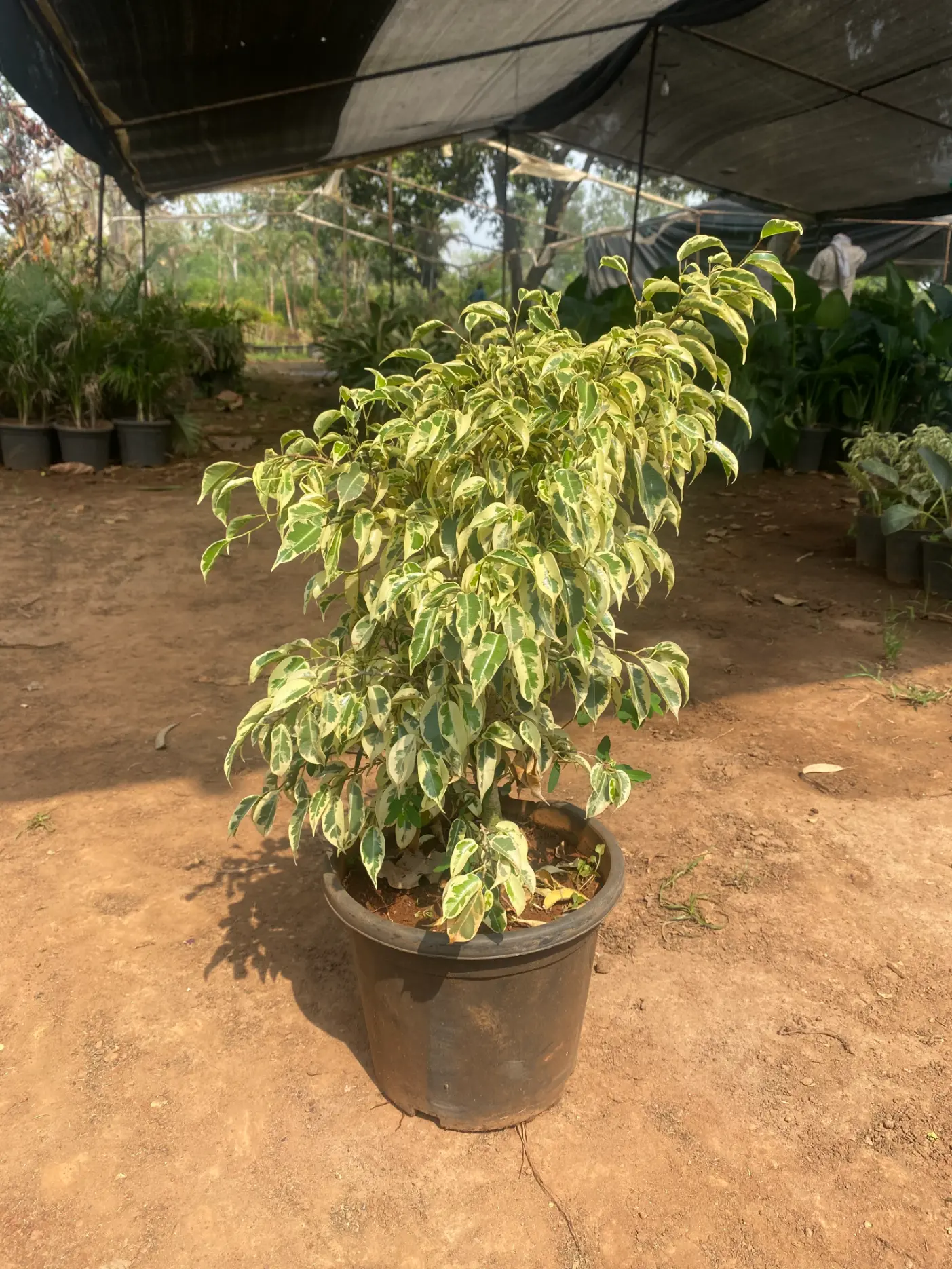 Copy of ficus safari_Large_front