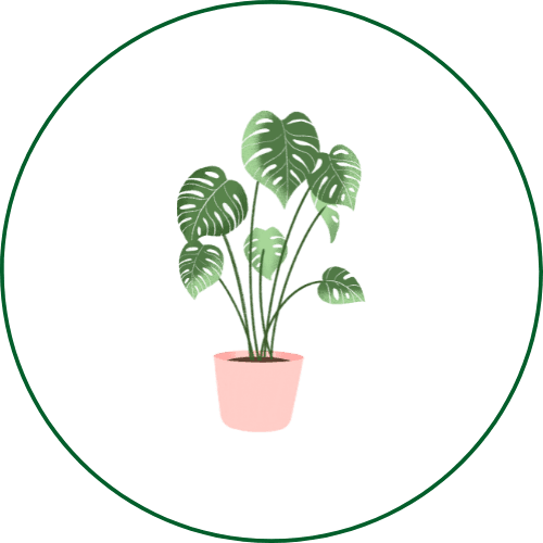 Low-Maintenance-Plants
