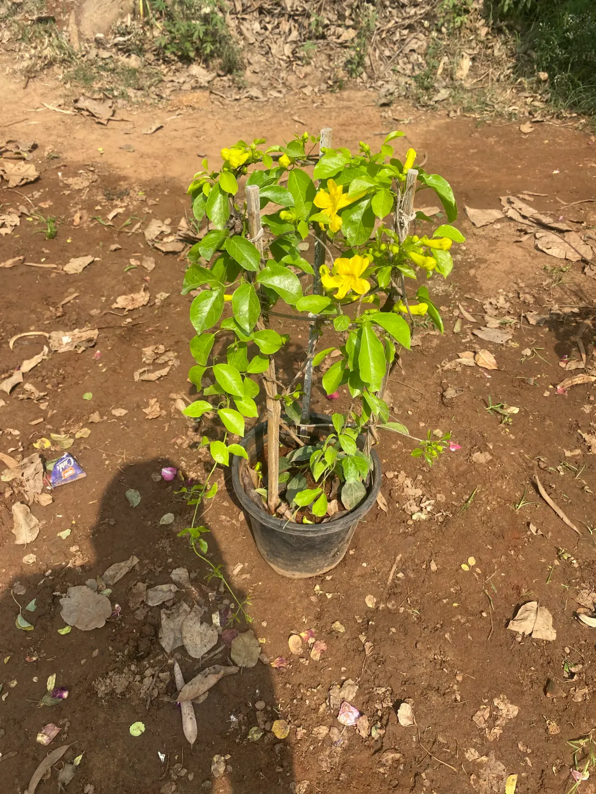 allamanda_yellow_front(3)