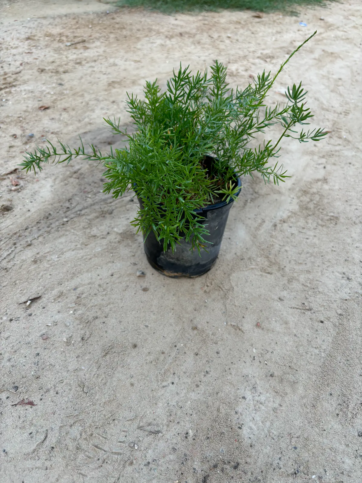 asparagus fern front