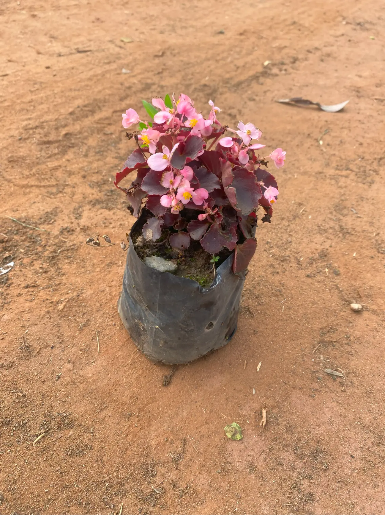 begonia pink front