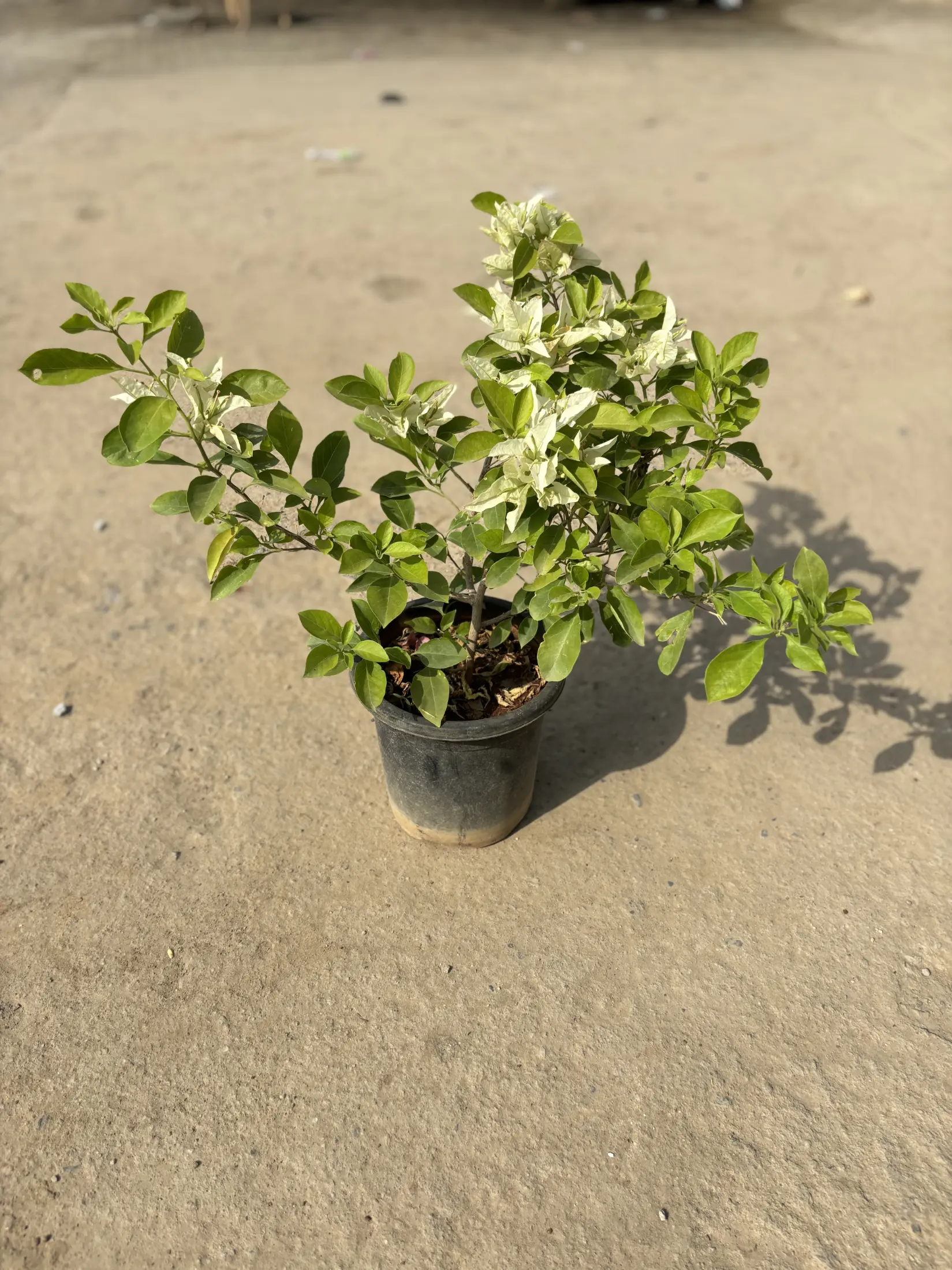 bougainvillea_white_front(4)