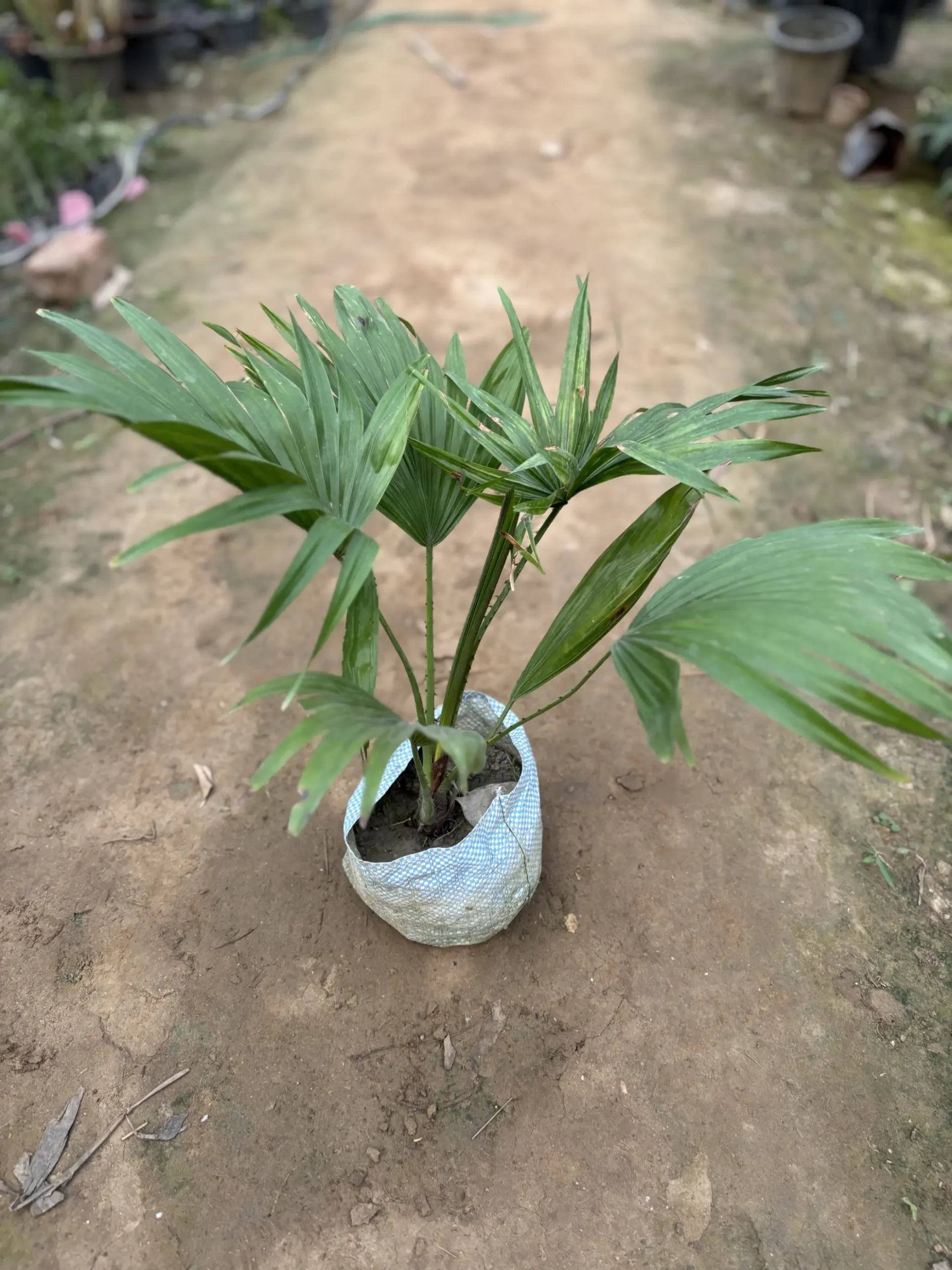 china palm front (1)