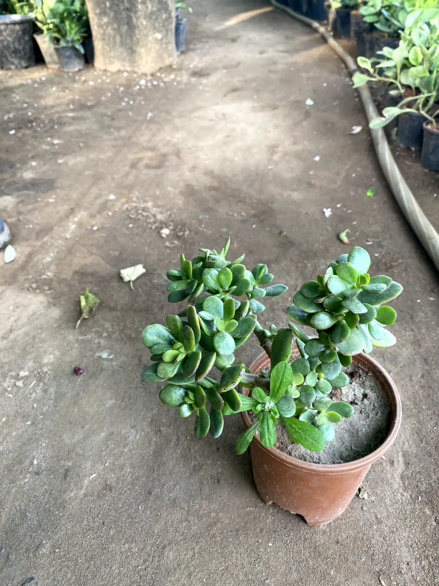 crassula_front