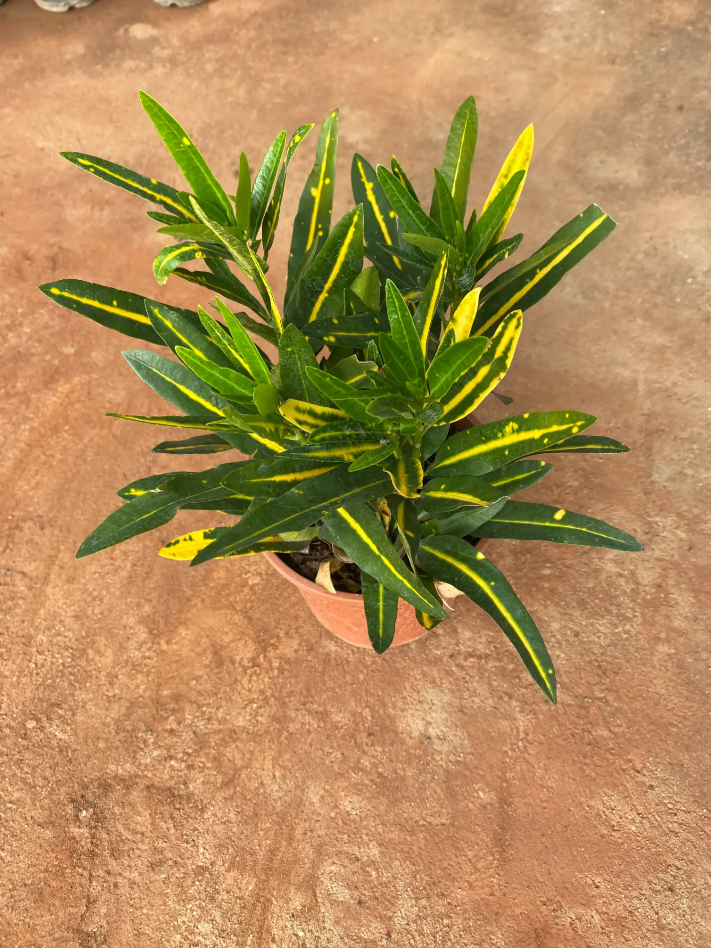 croton_sunny_star_front