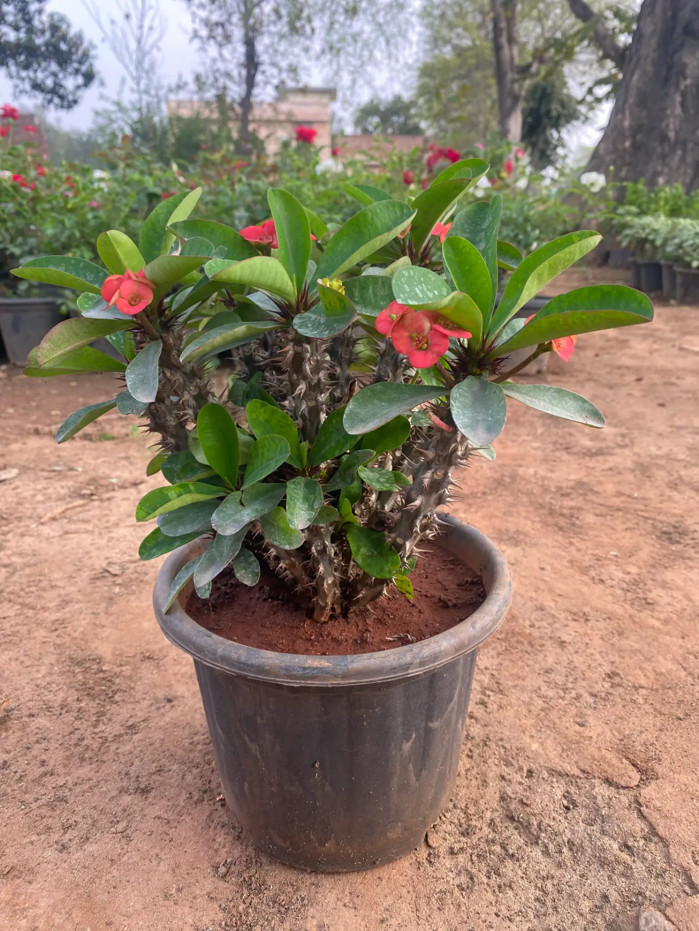 crown_of_thorns_front(3)