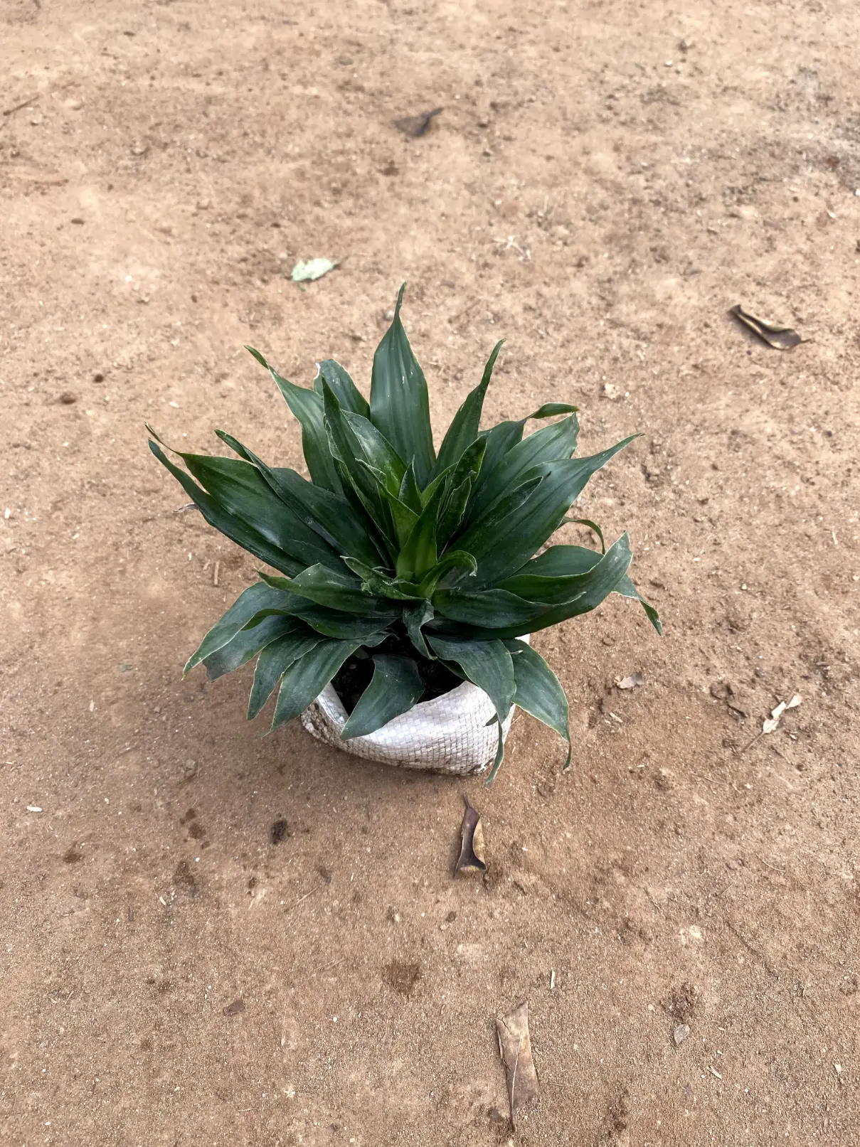 dracaena compacta front