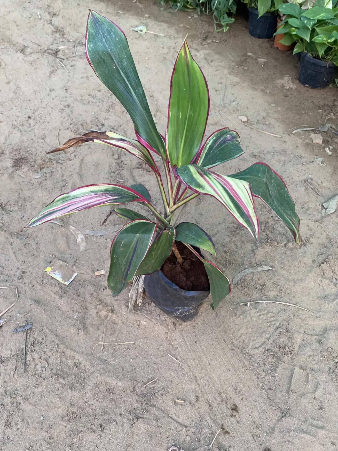dracaena green front