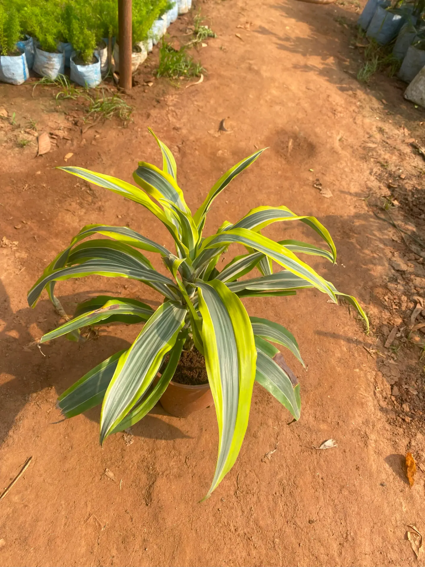 dracaena victoria_front(3)