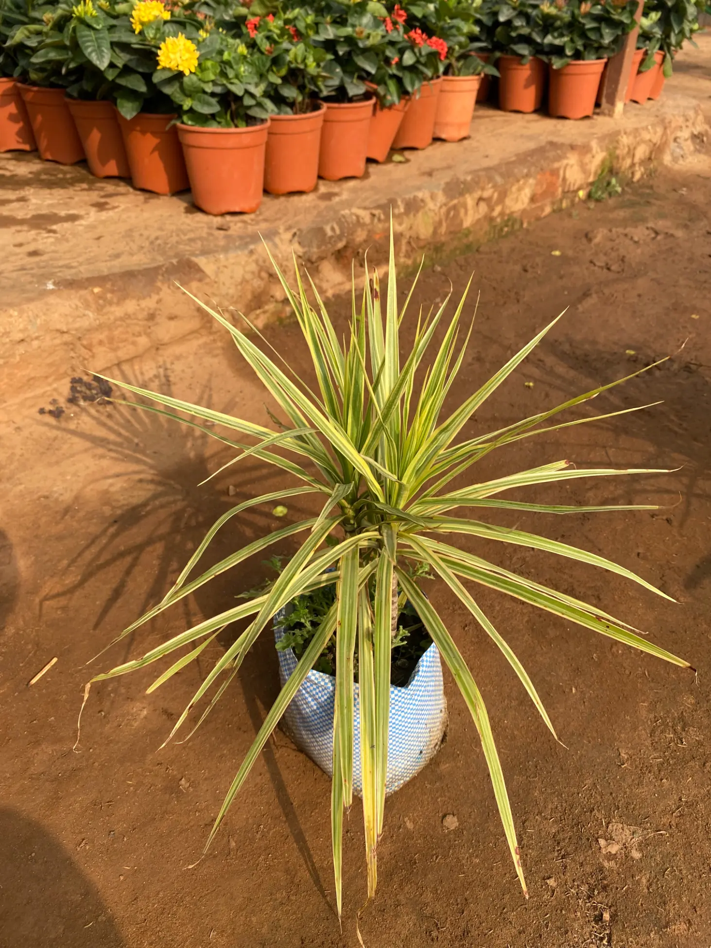 dracaena_colorama_green_front(2)