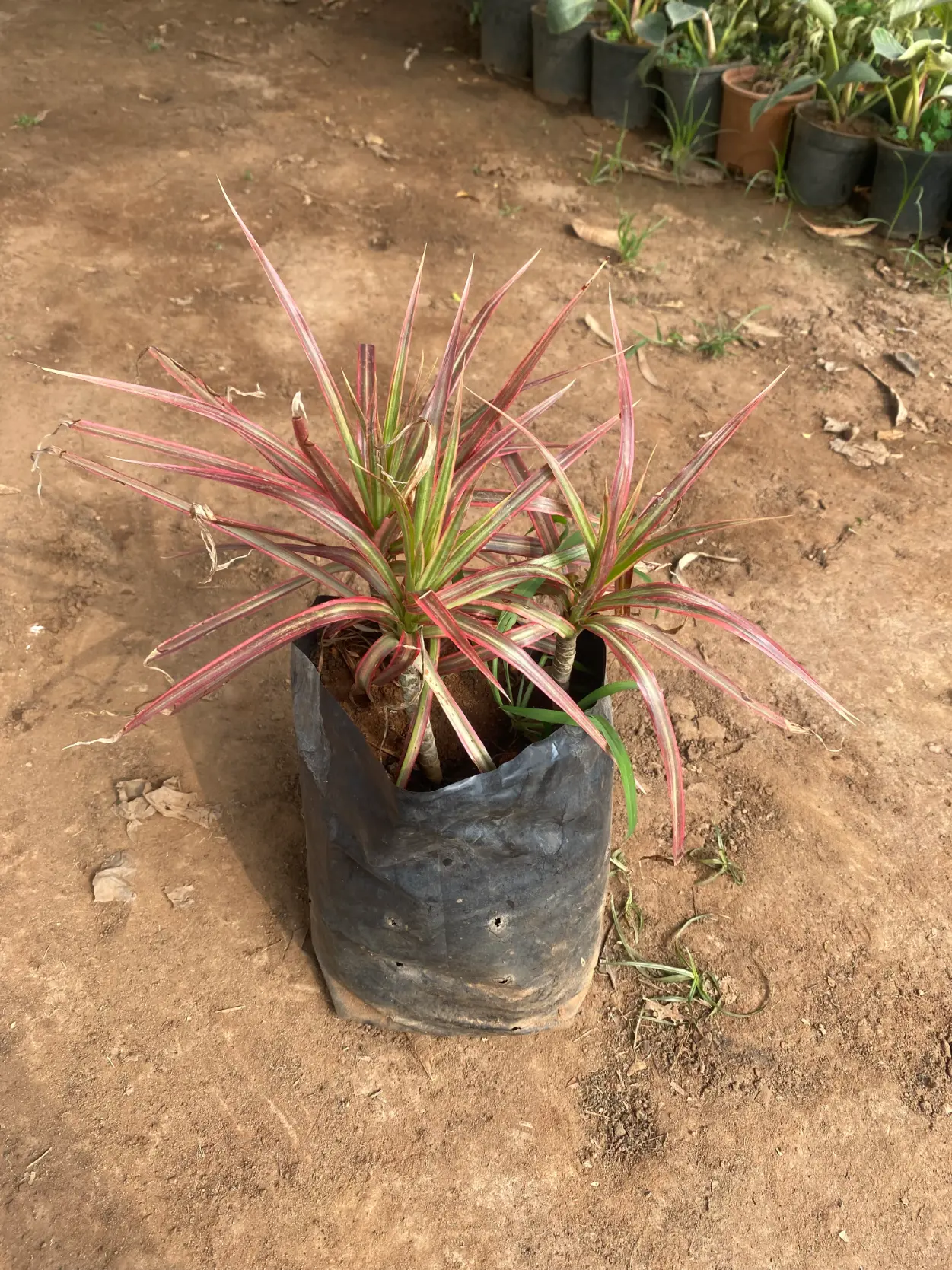 dracaena_colorama_pink_front(2)