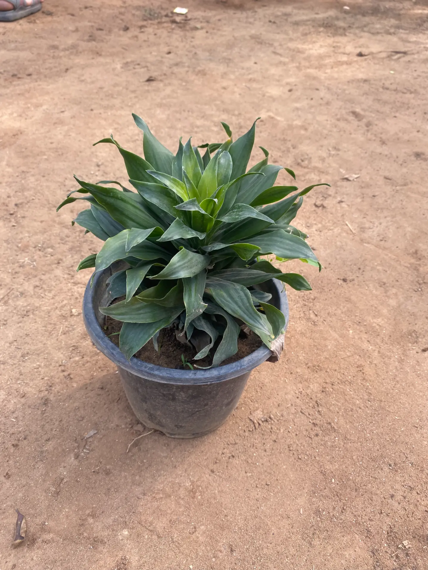 dracaena_compacta_front(4)