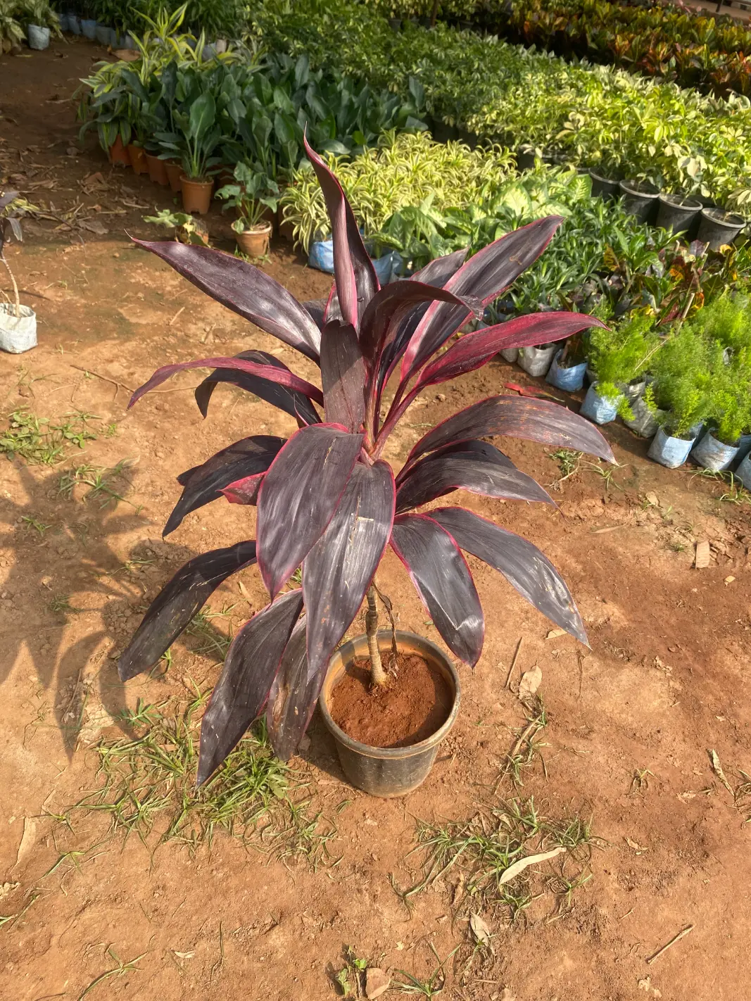 dracaena_mahatma_front(2)