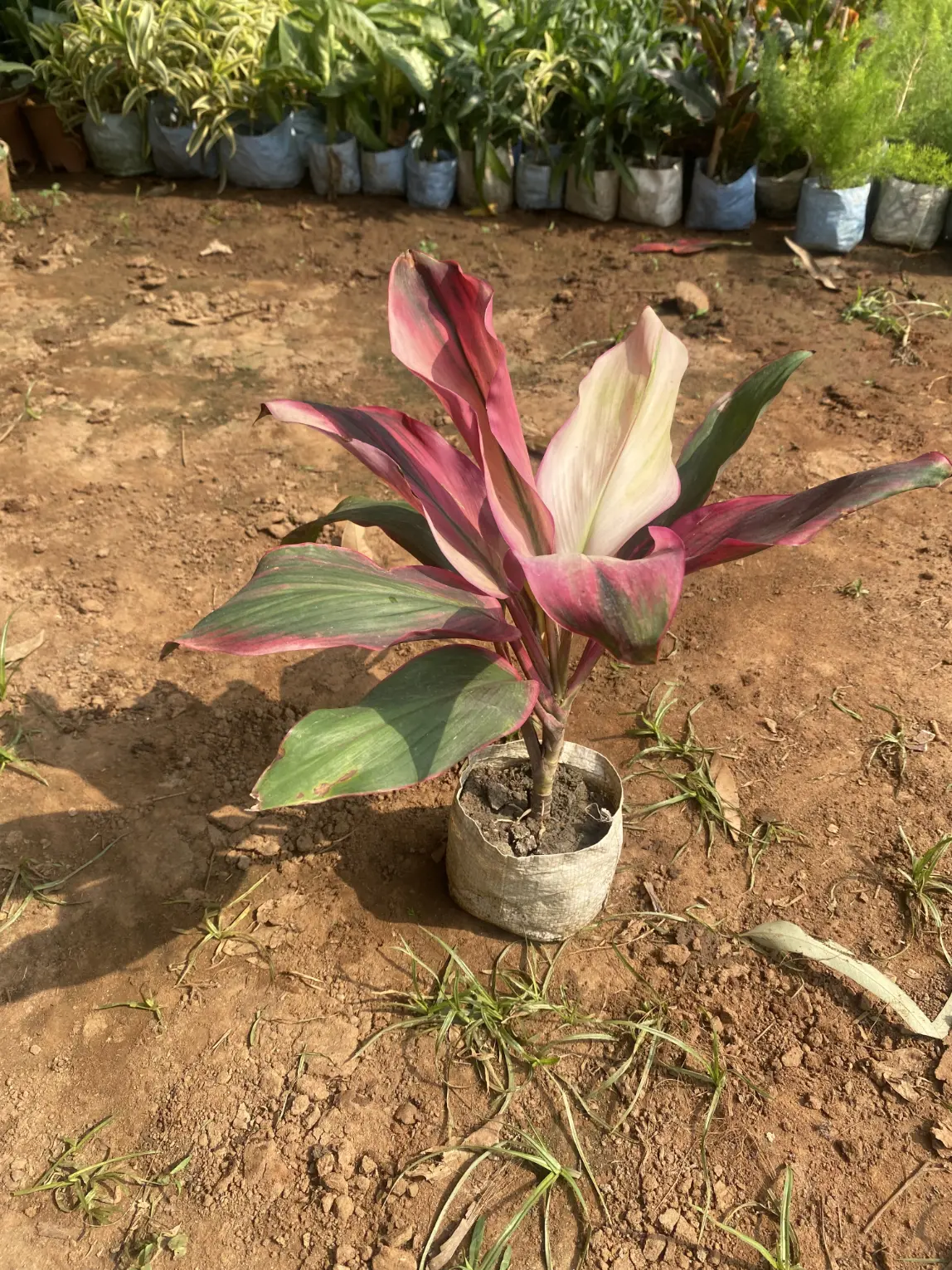 dracena mixed front