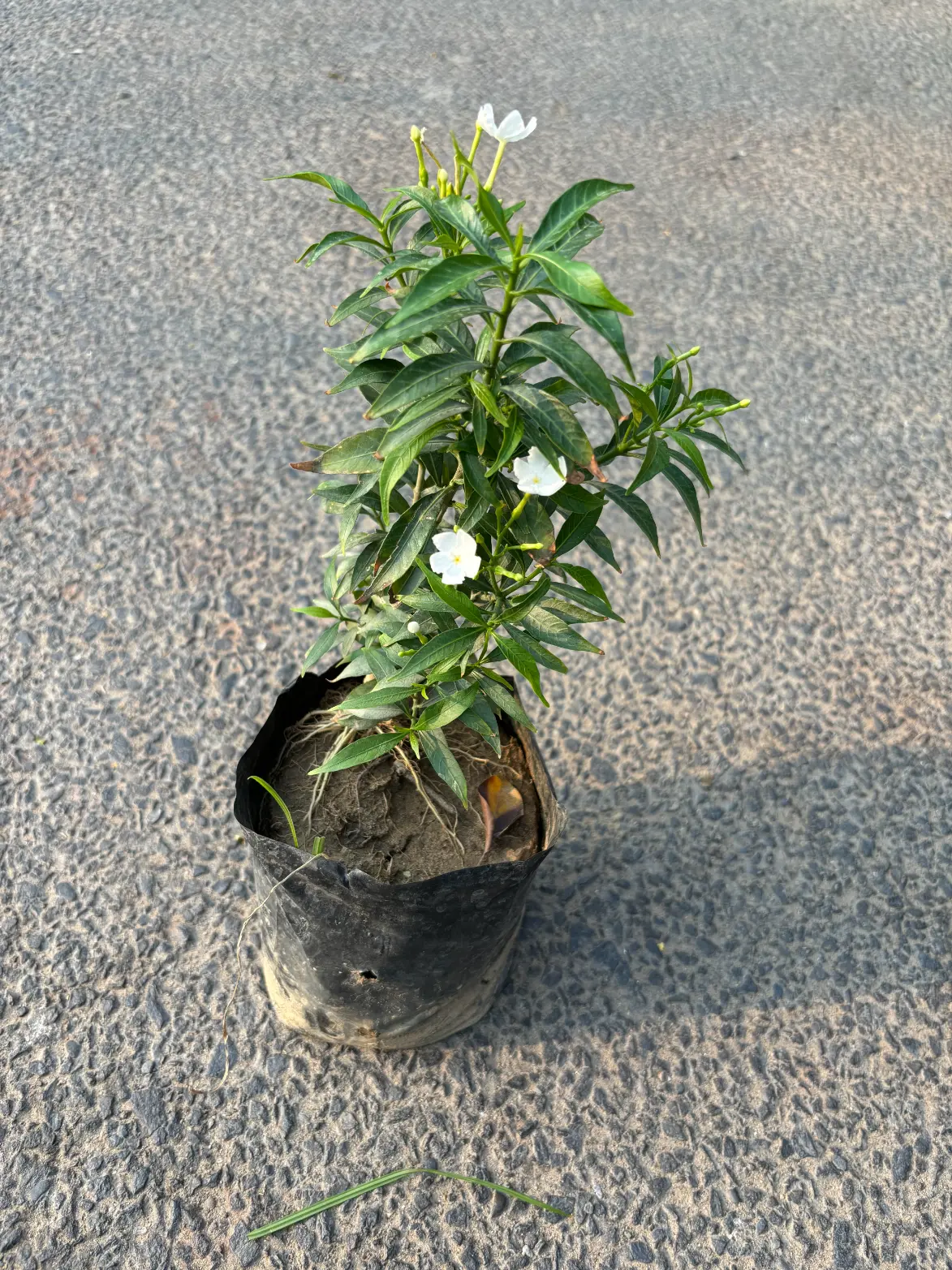 dwarf chandni front
