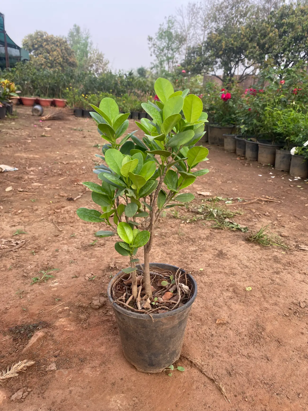 ficus_island_front(5)