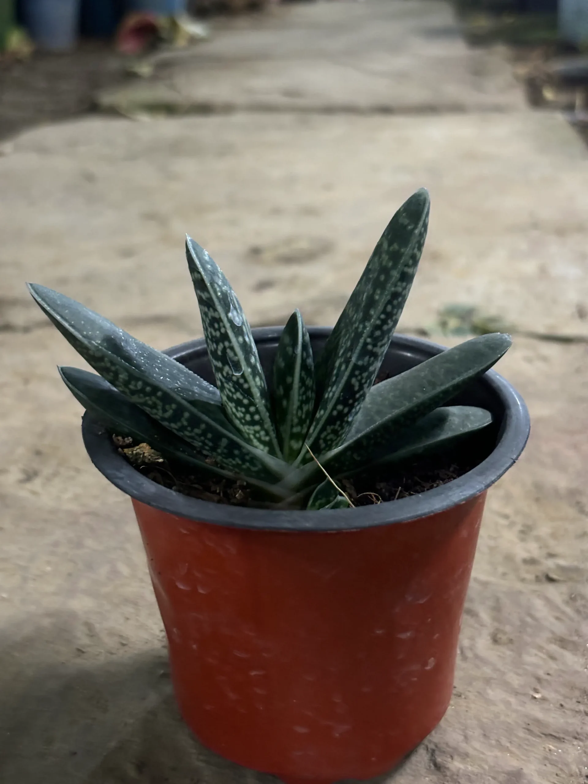 gasteria_succelent front
